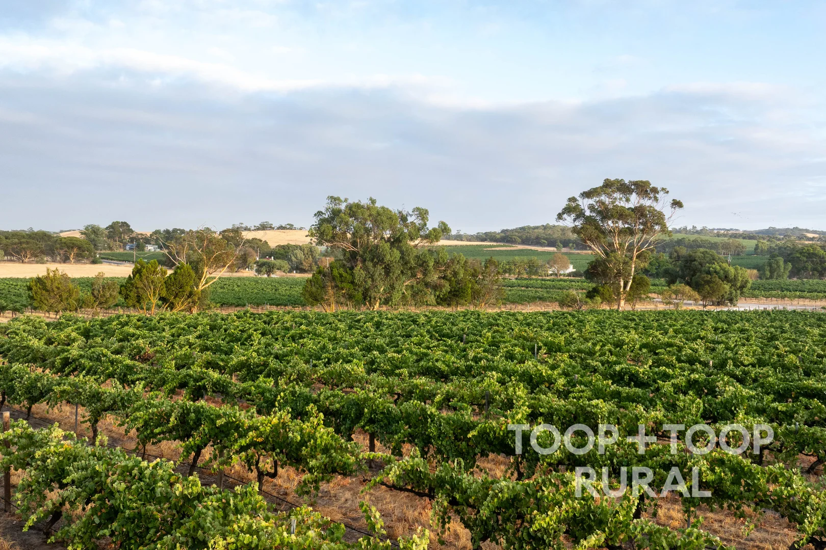 Additional image 39 of 145 Tolley Road, Nuriootpa SA 5355