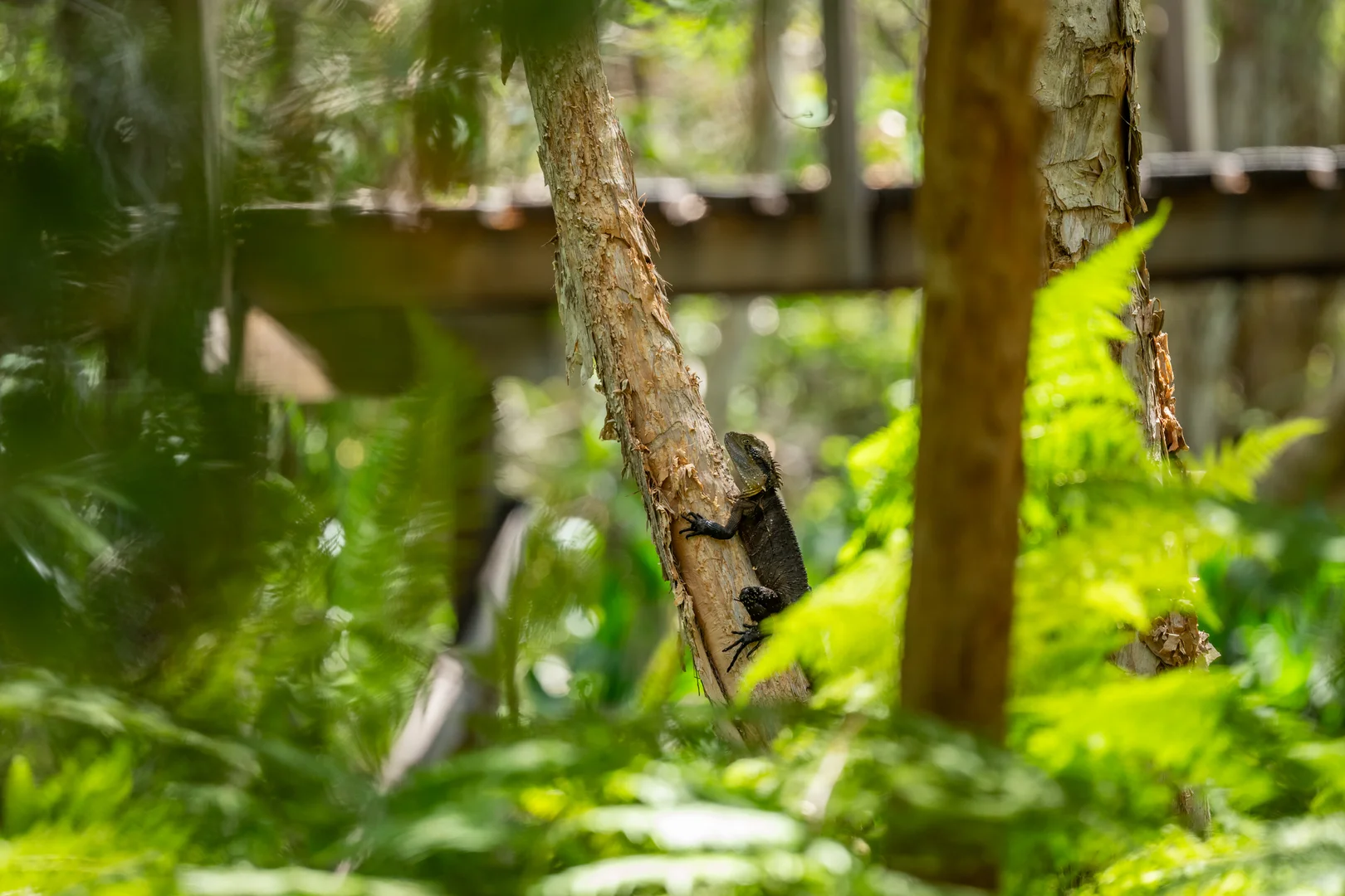 Additional image 6 of 2536 Solitary Islands Way, Arrawarra NSW 2456