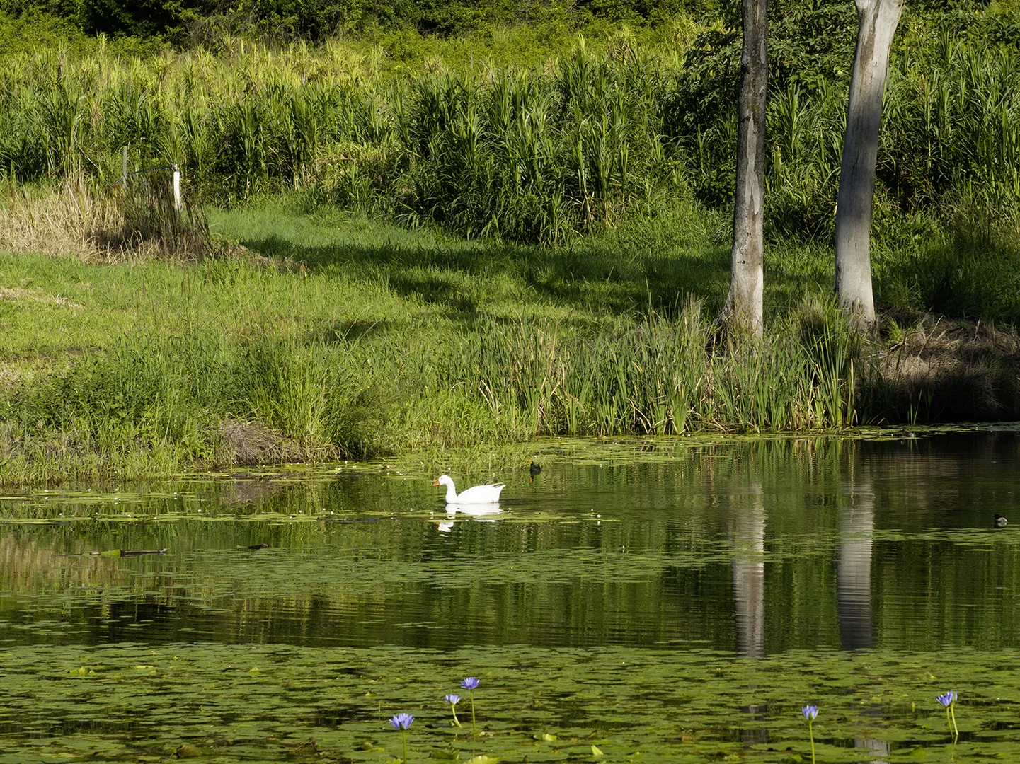 Additional image 28 of 654 Blackall Range Road, West Woombye QLD 4559