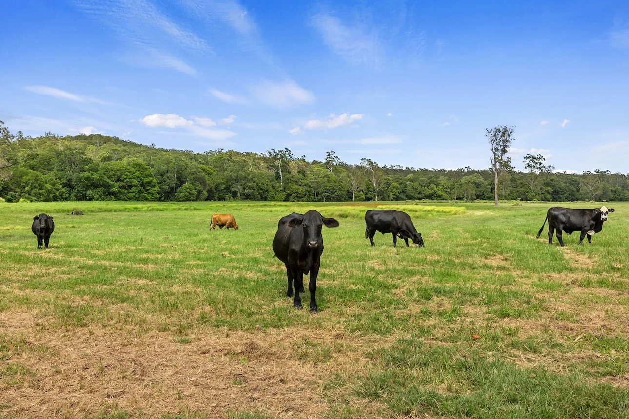 Additional image 11 of Lot 4 Newspaper Hill Road, Belli Park QLD 4562