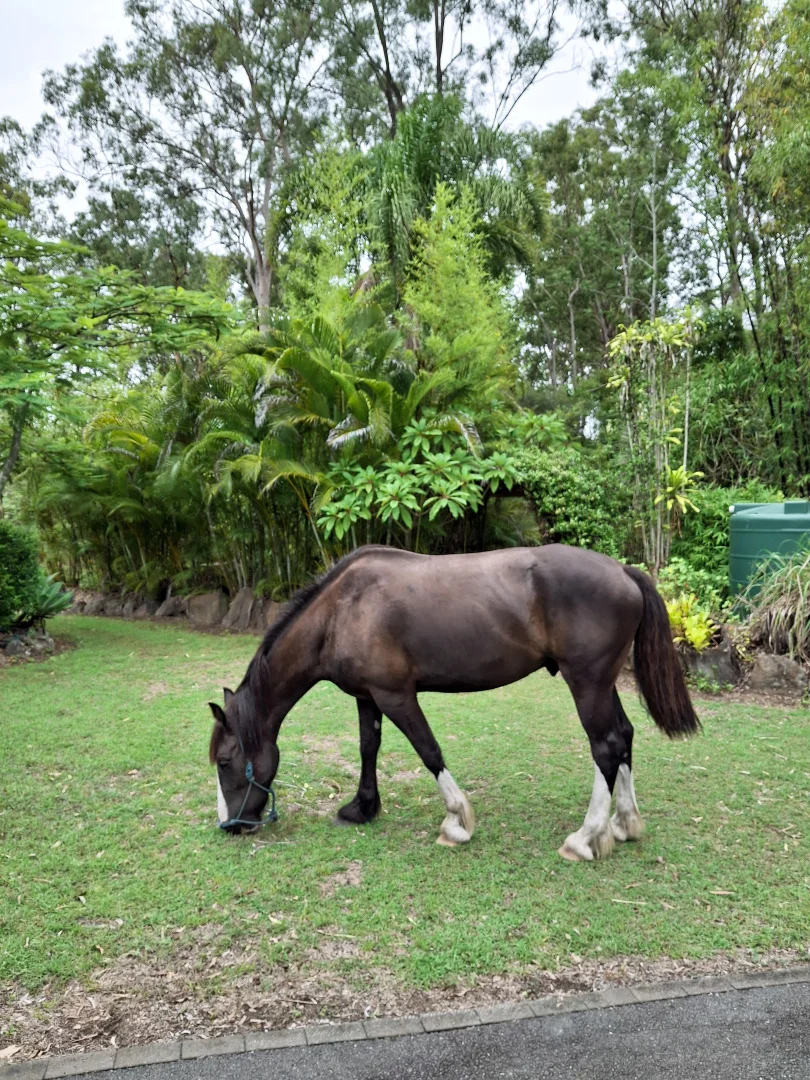 Additional image 44 of 324-346 Greensward Road, Tamborine QLD 4270