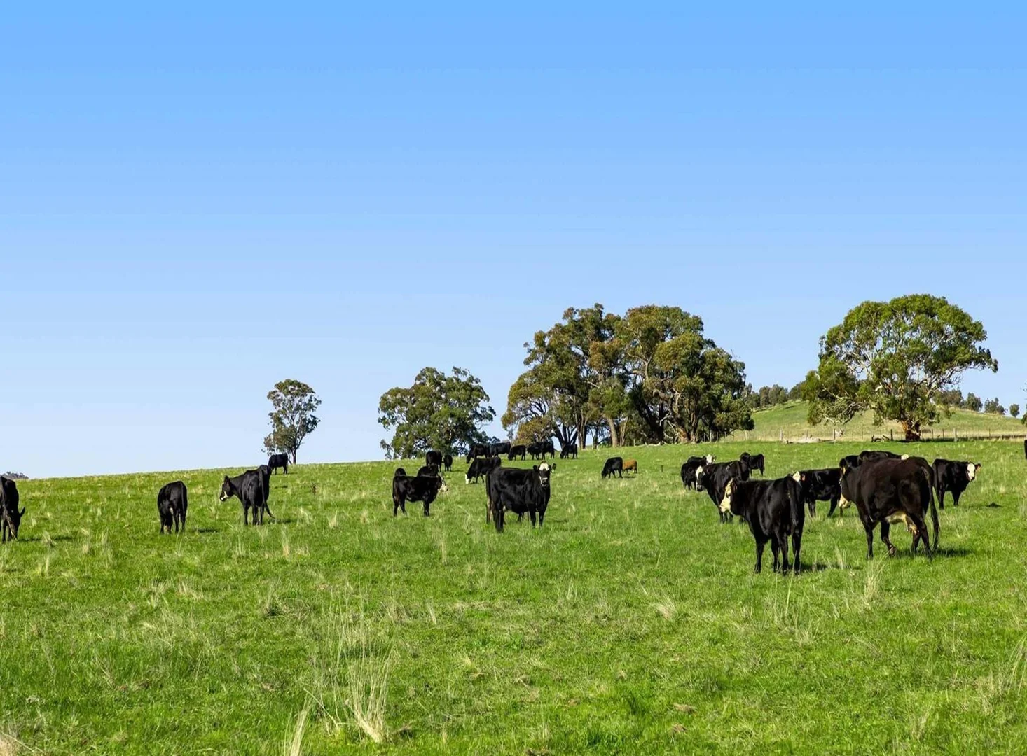Additional image 15 of 940 Ballarat-Carngham Road, Cardigan VIC 3352