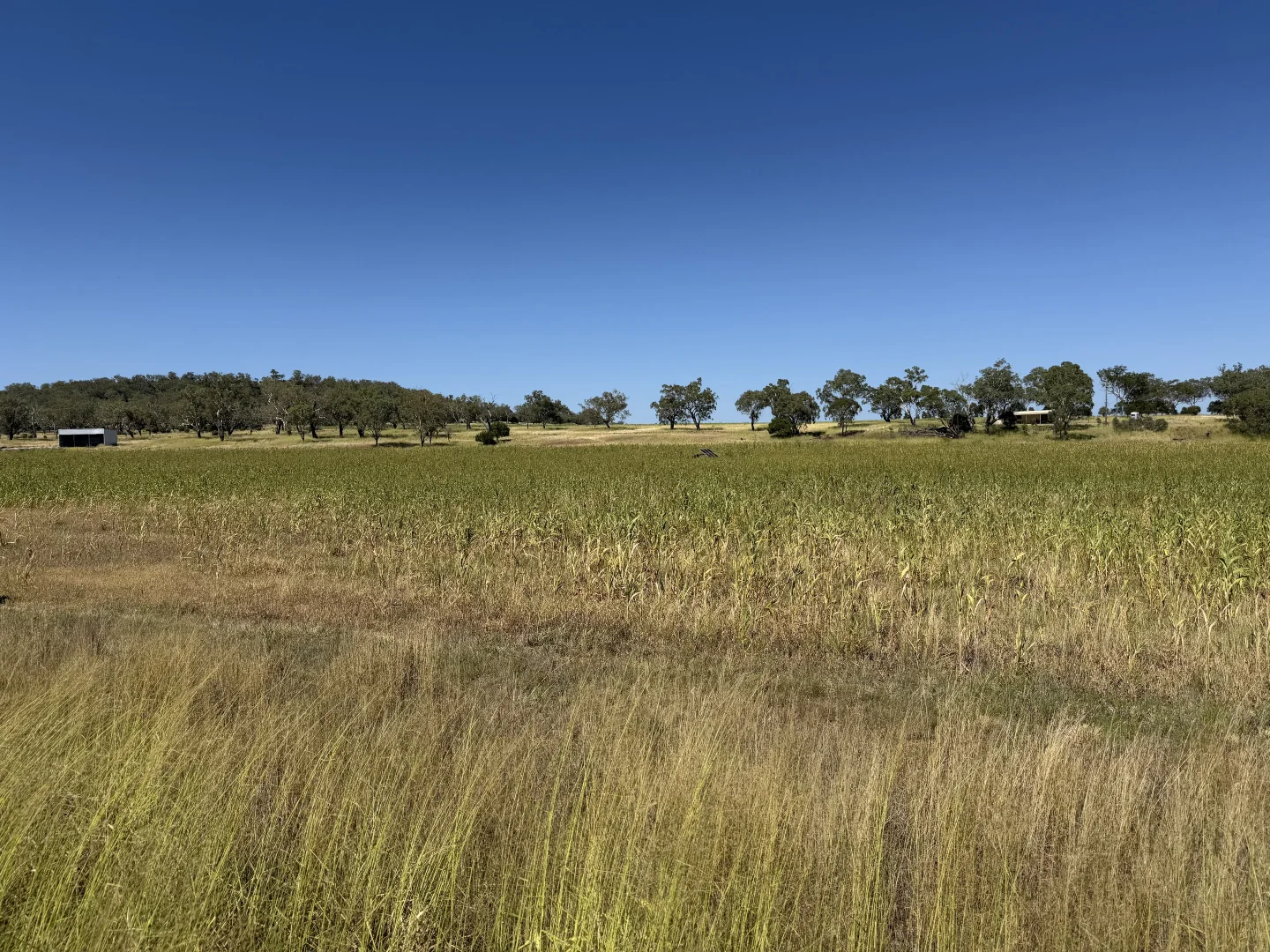 Additional image 18 of 242 Ehrlich Road, Linthorpe QLD 4356