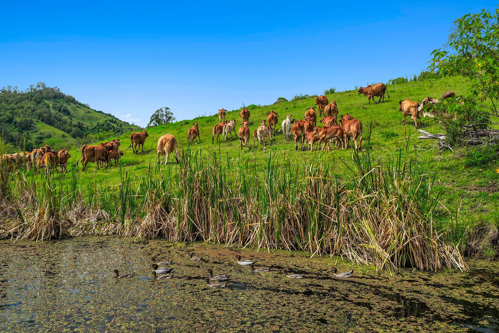 Additional image 5 of 248 Illinbah Road, Illinbah QLD 4275