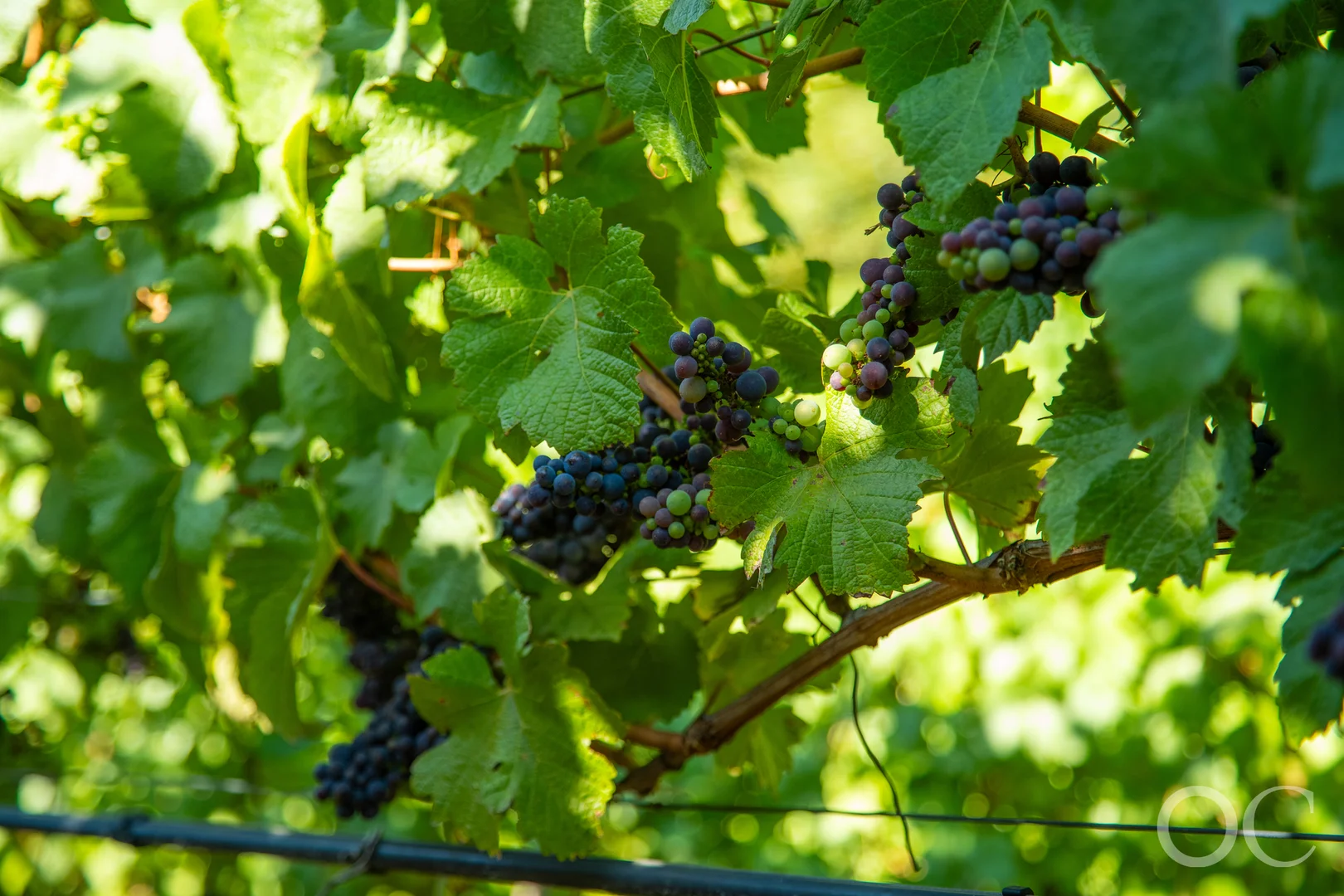 Additional image 28 of 143 Woods Hill Road, Ashton SA 5137