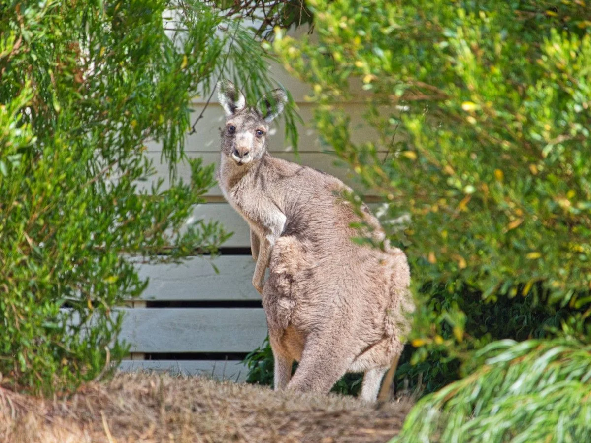 Additional image 14 of 2/4 Alpine Ridge Drive, Merrijig VIC 3723