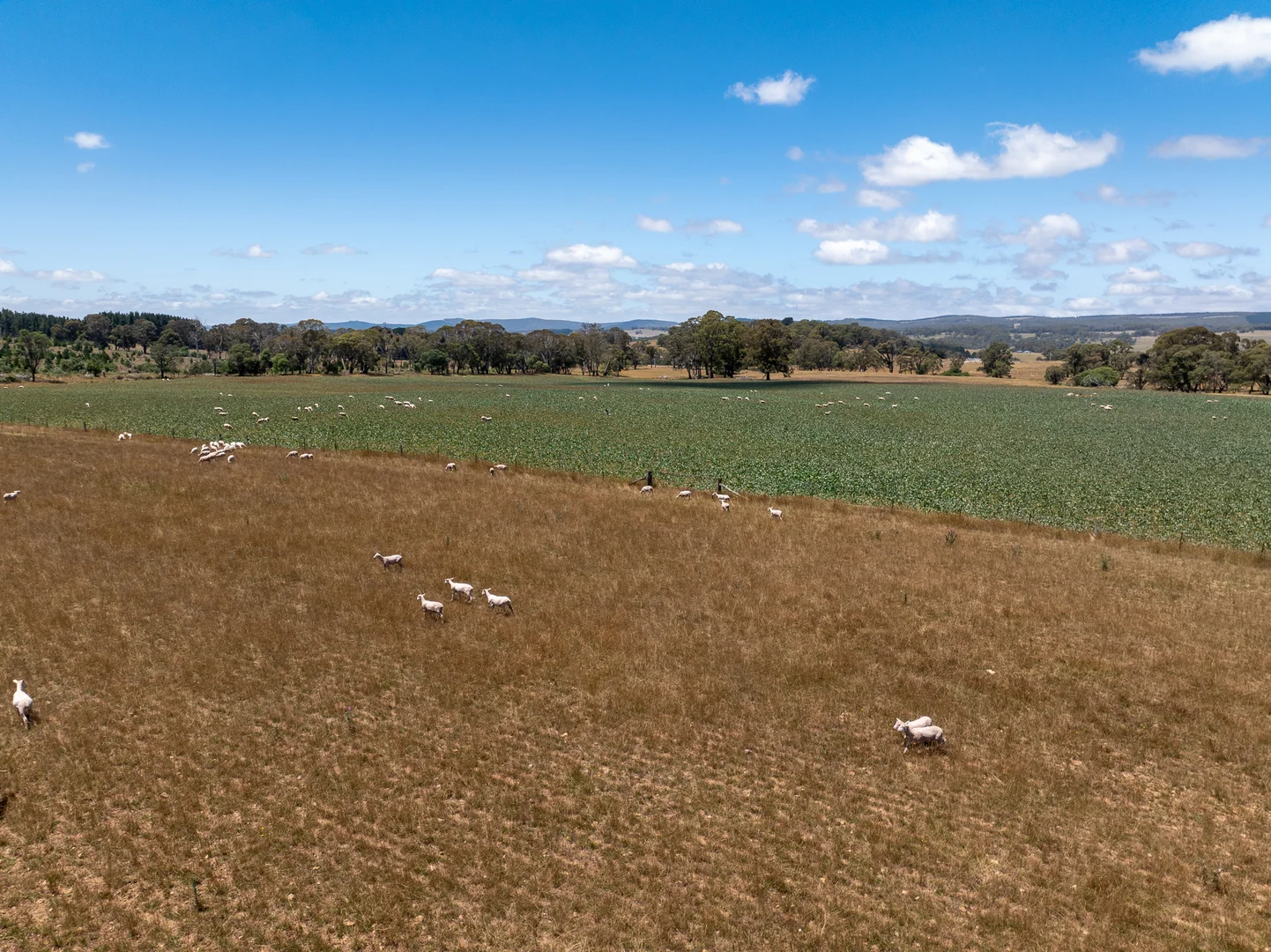 Additional image 26 of 951 Shooters Hill Road, Chatham Valley NSW 2787