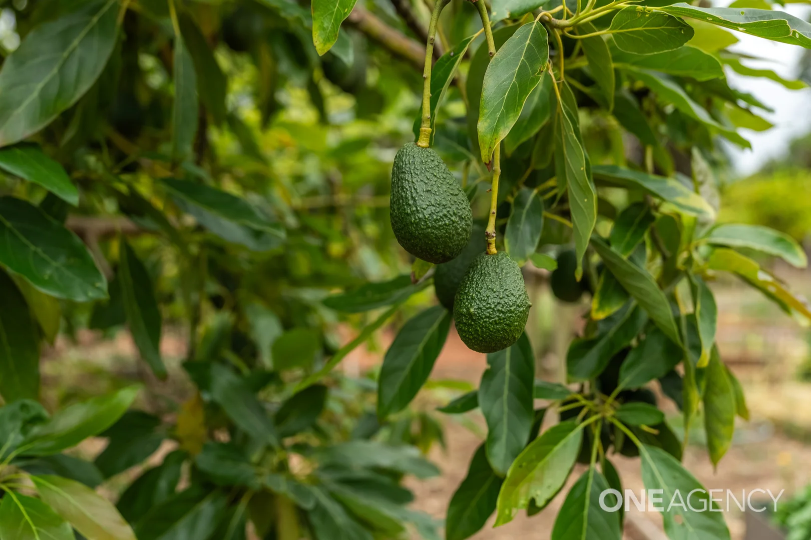 Additional image 28 of 10 Ronald Street, Devonport TAS 7310