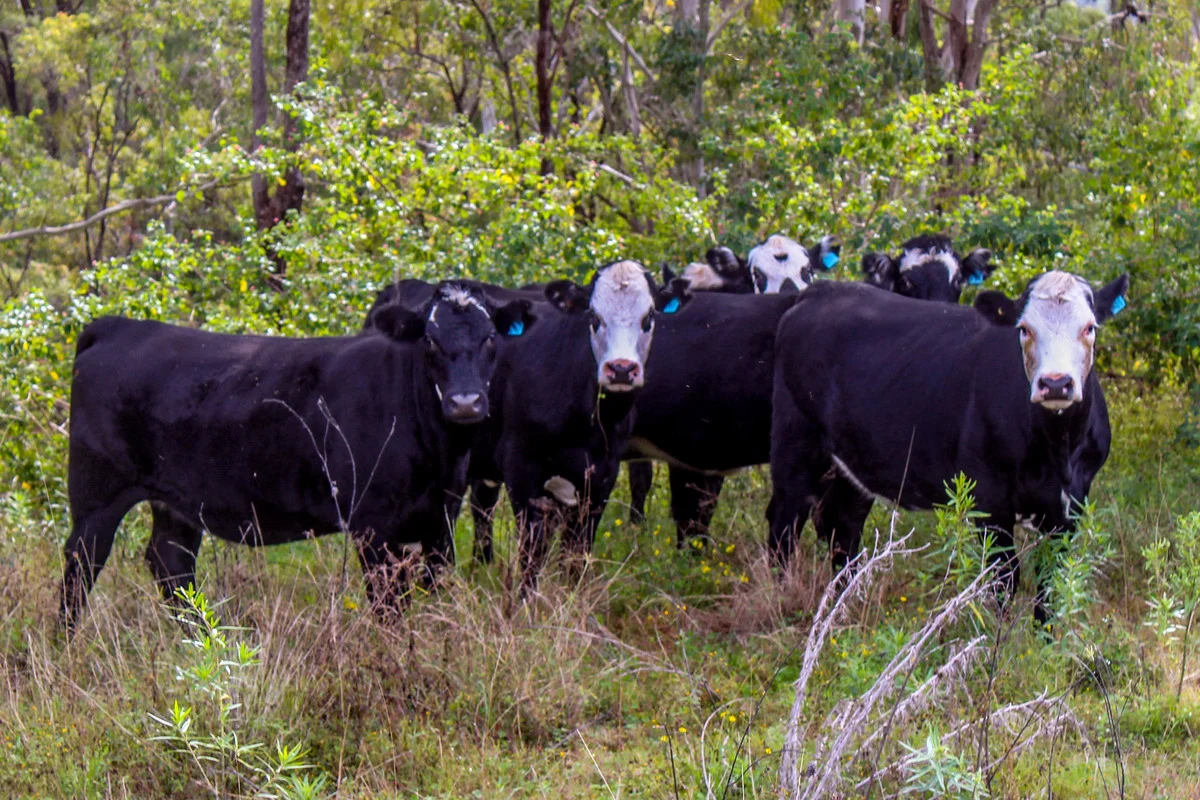 Additional image 9 of 5244 Bruxner Highway, Mummulgum NSW 2469
