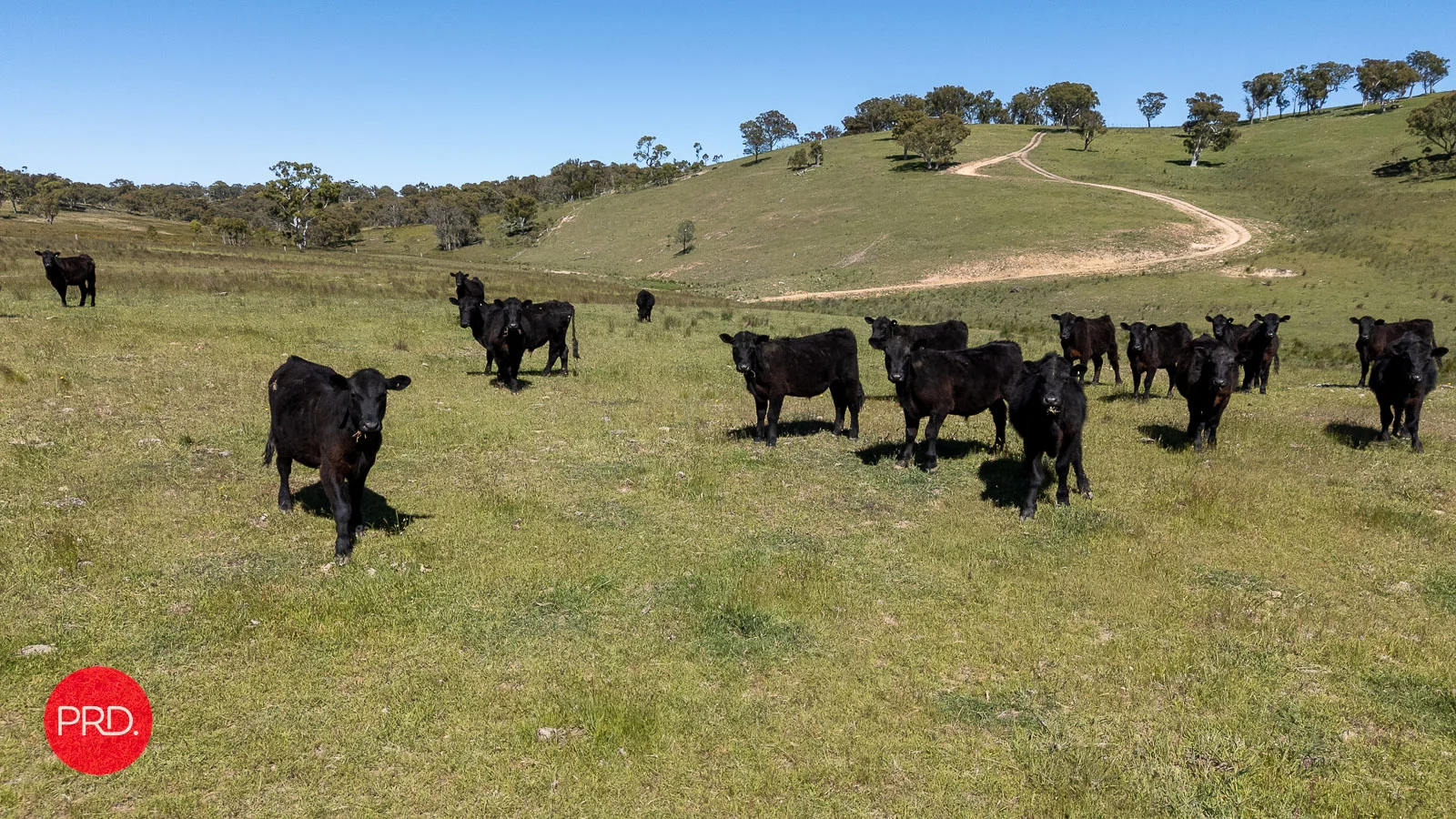 Additional image 20 of 2287 Bungendore Road, Tarago NSW 2580