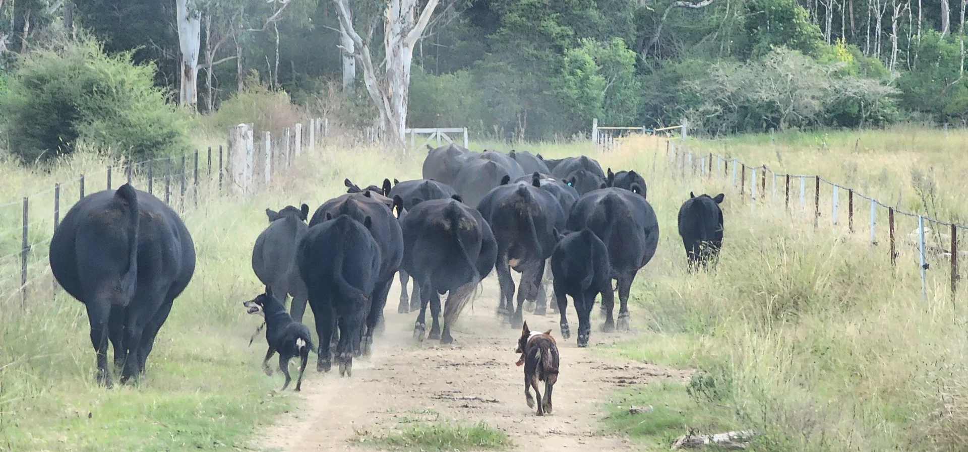 Additional image 23 of 5985 Oxley Highway, Ellenborough NSW 2446