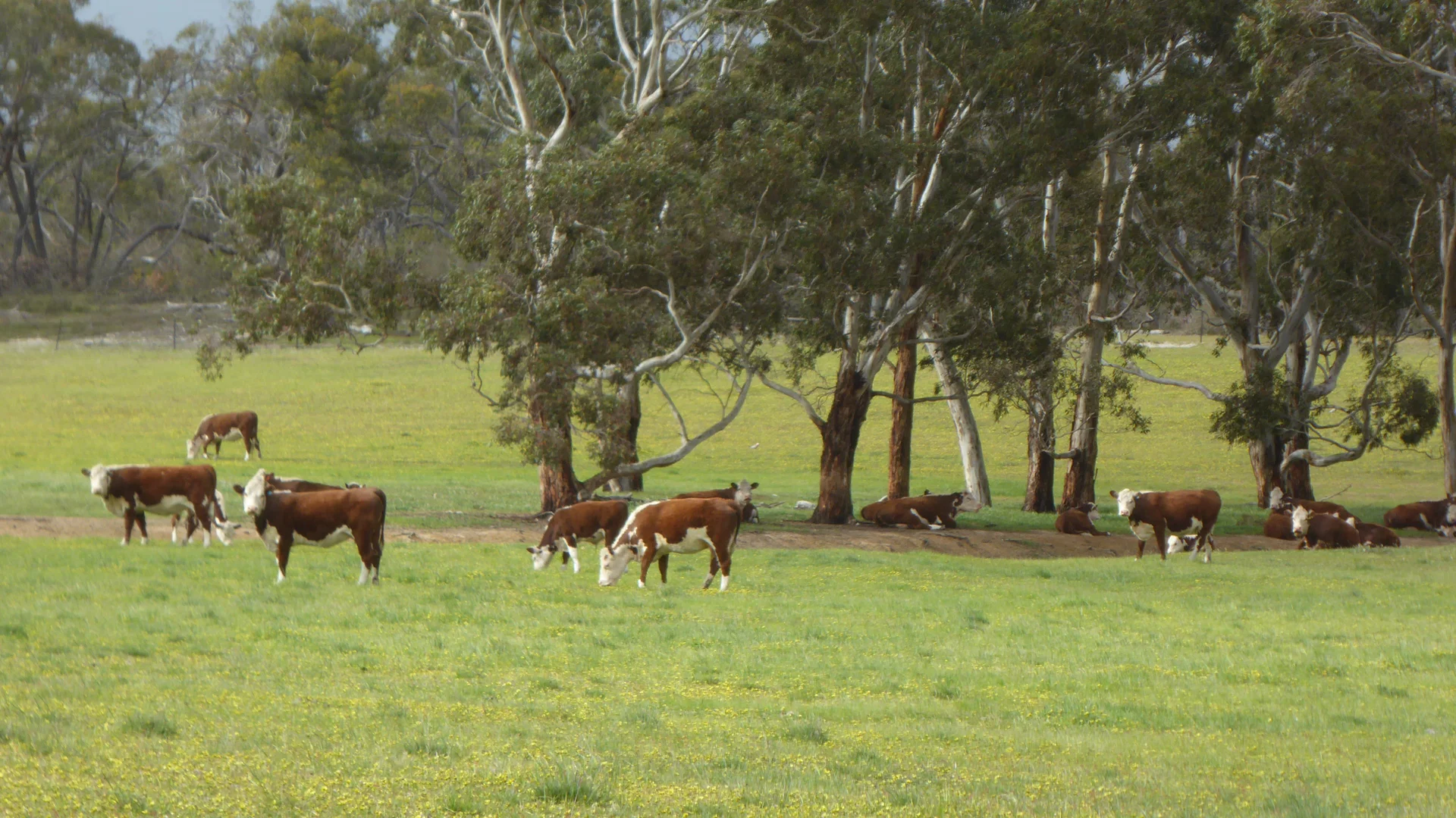 Additional image 24 of 2448 Bangham Road, Frances SA 5262