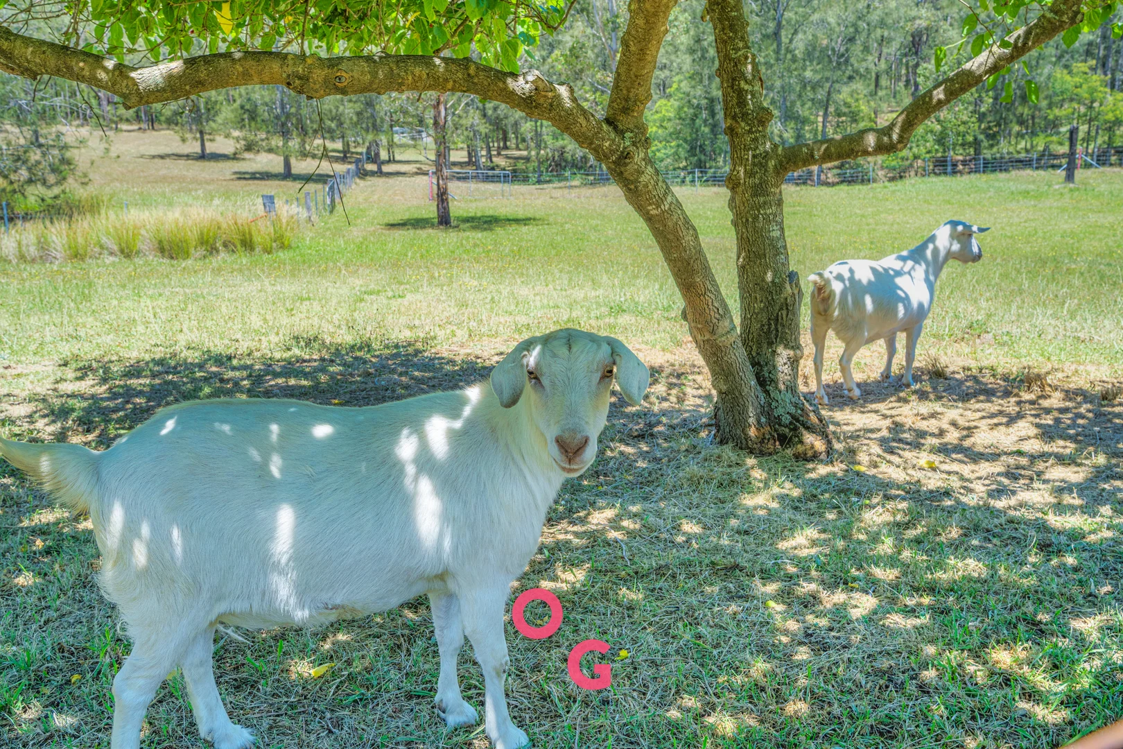 Additional image 41 of 5 Notts Lane, Glen Oak NSW 2320