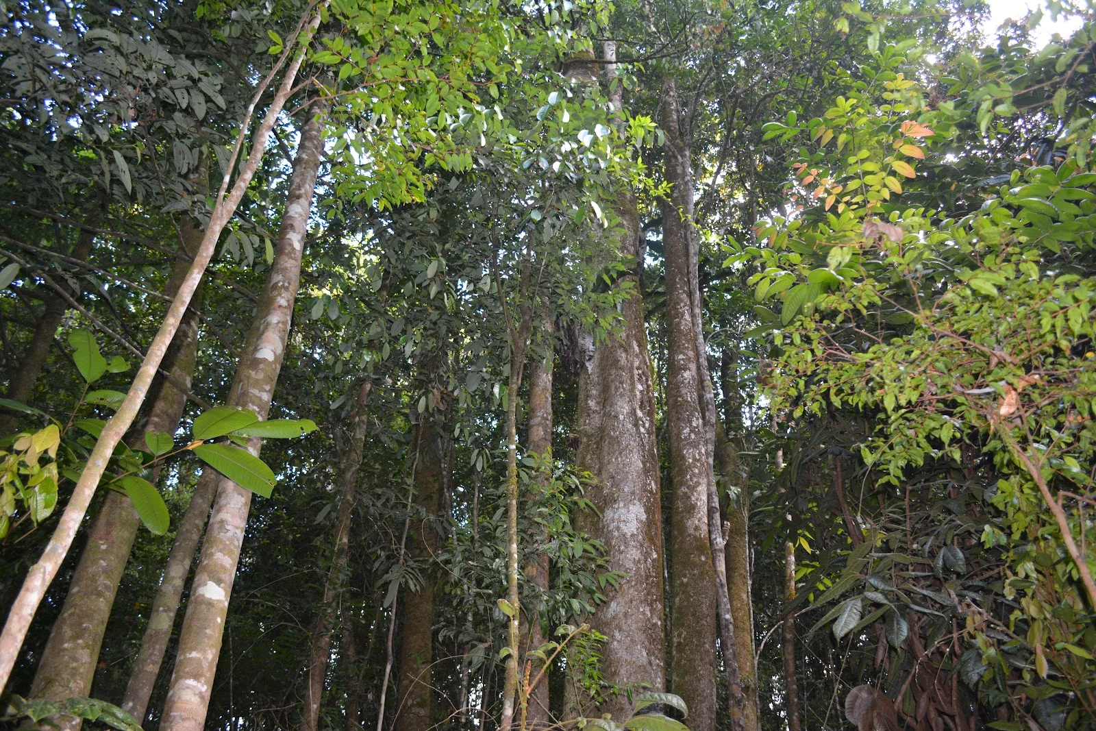 Additional image 5 of 9 Middlebrook Rd, Millaa Millaa QLD 4886