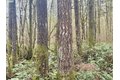 Additional image 3 of 298 Boone Rd, Toledo, WA, 98591
