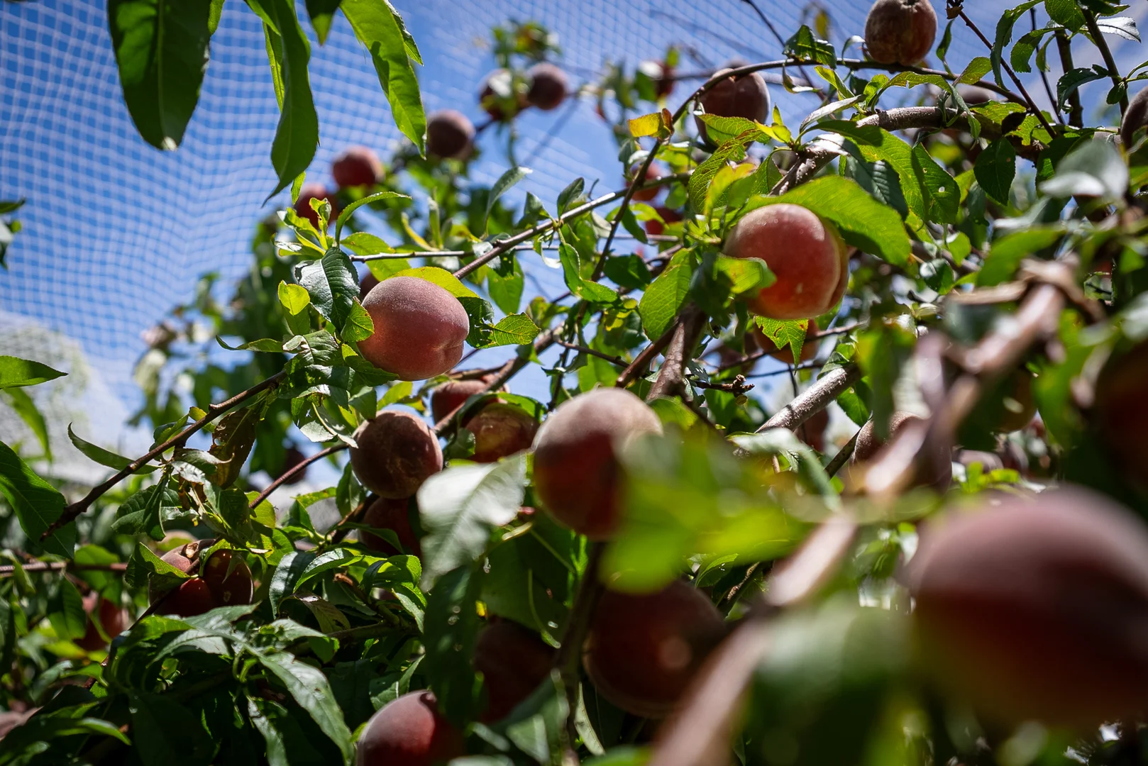 Additional image 35 of 951 Shooters Hill Road, Chatham Valley NSW 2787