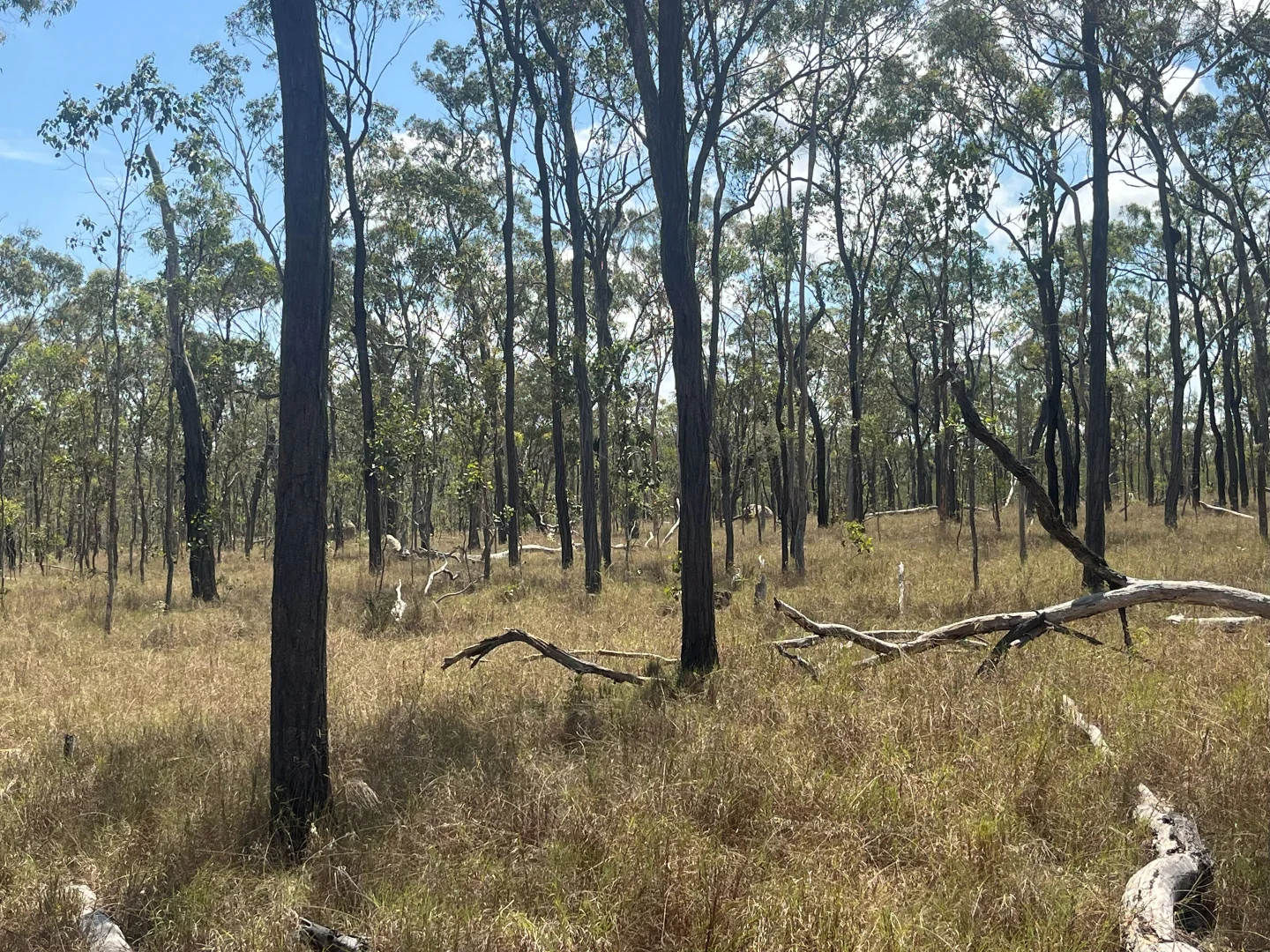 Additional image 17 of Blunder Park Station 382 Blunder Park Road, Ravenshoe QLD 4888