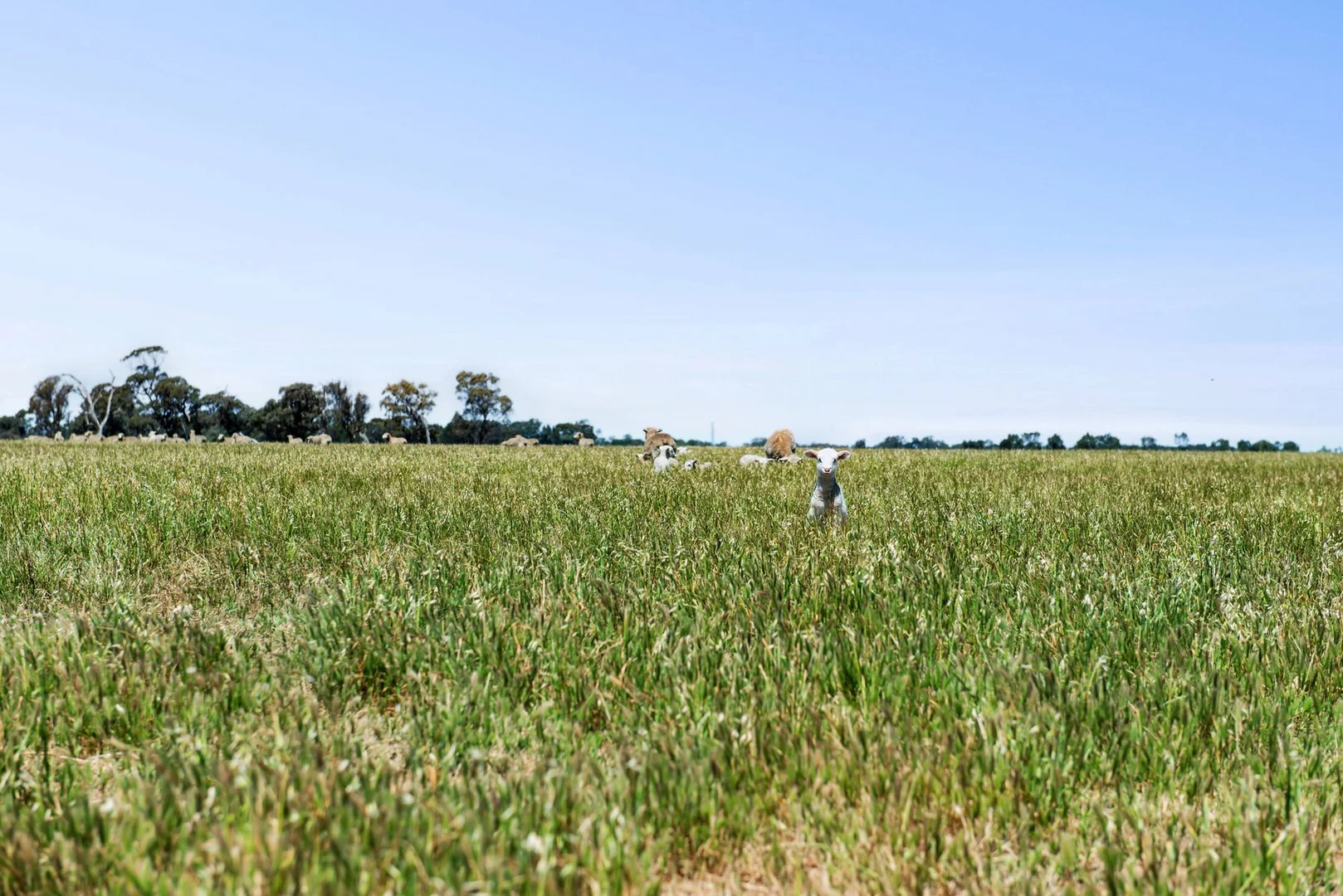 Additional image 11 of Lot N Murphys & Hercus Road, Calivil VIC 3573