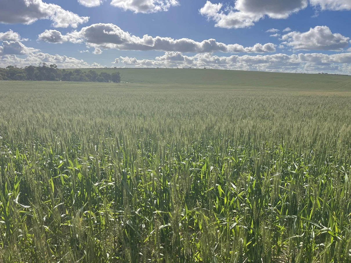 Additional image 20 of 6062 Coorow-Greenhead Road, Warradarge WA 6518