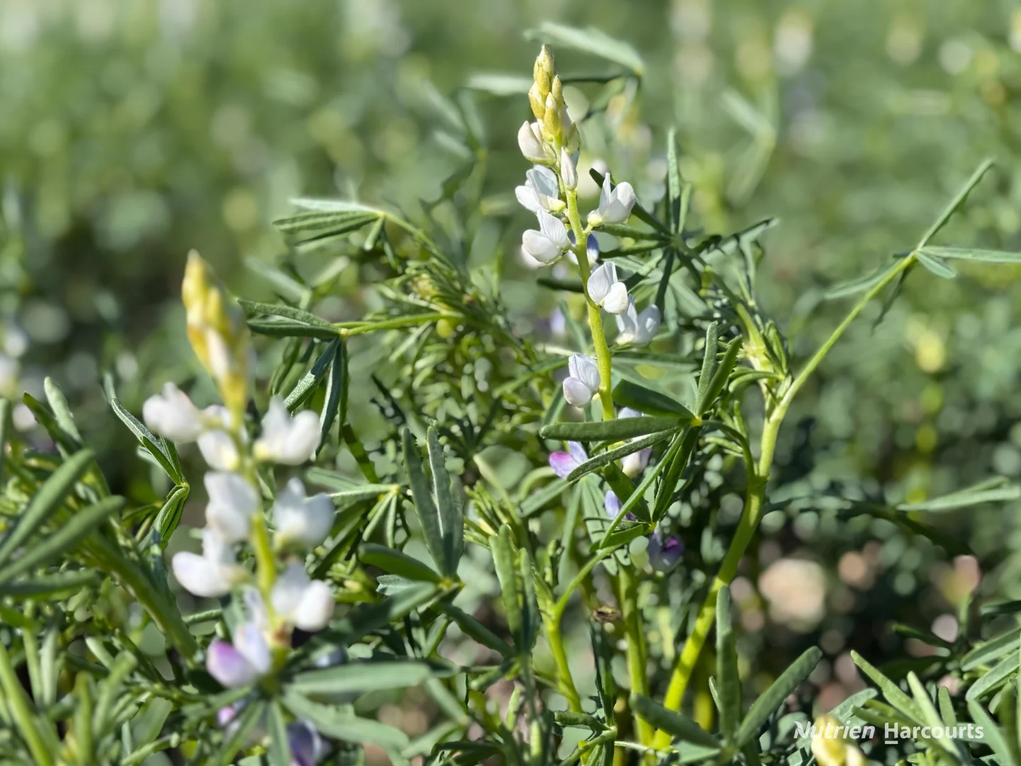 Additional image 12 of . 'Lydford' and 'Lees', Dowerin WA 6461