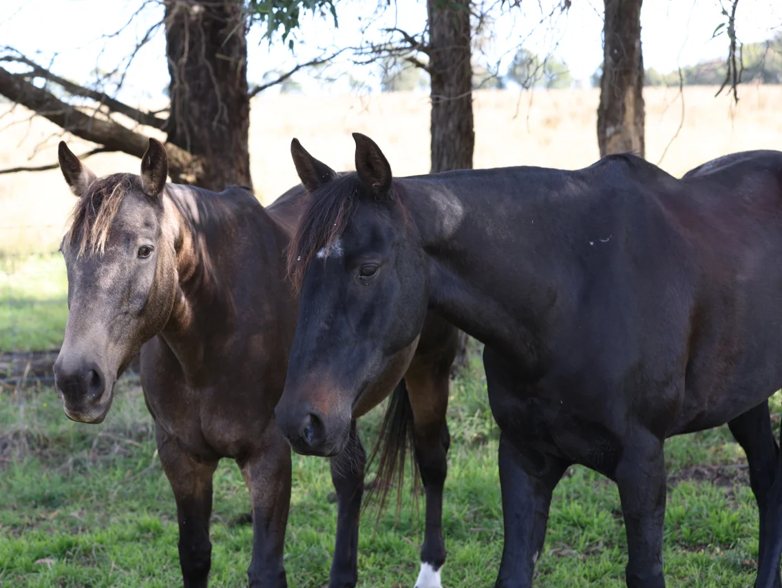 Additional image 24 of 710 Inverary Road, Paddys River NSW 2577