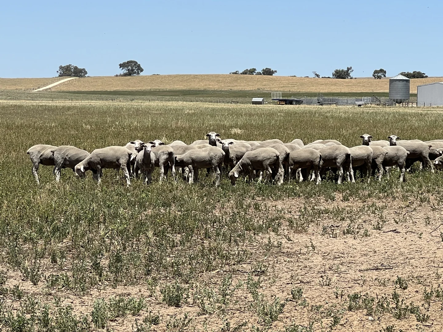 Additional image 5 of 485 Freak Road, Coonalpyn SA 5265