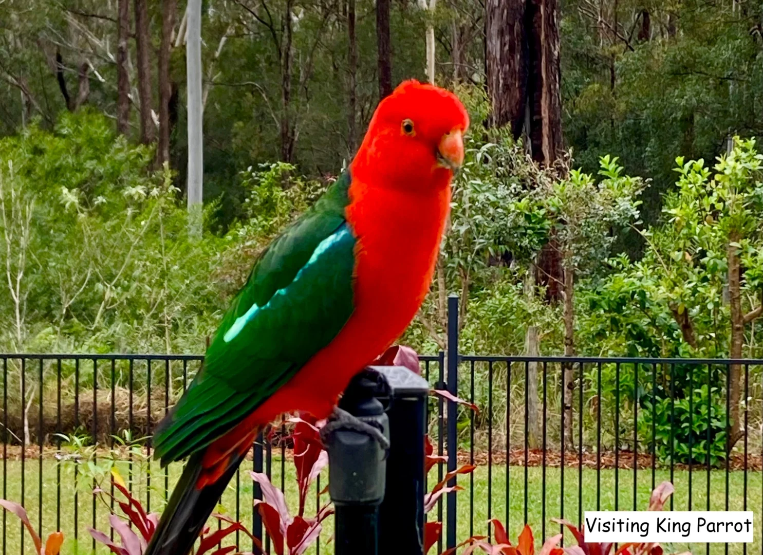 Additional image 21 of 12 Koala Close, Valla NSW 2448