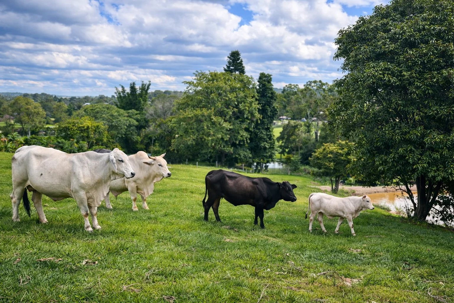 Additional image 11 of 205 Allen Road, Chatsworth QLD 4570