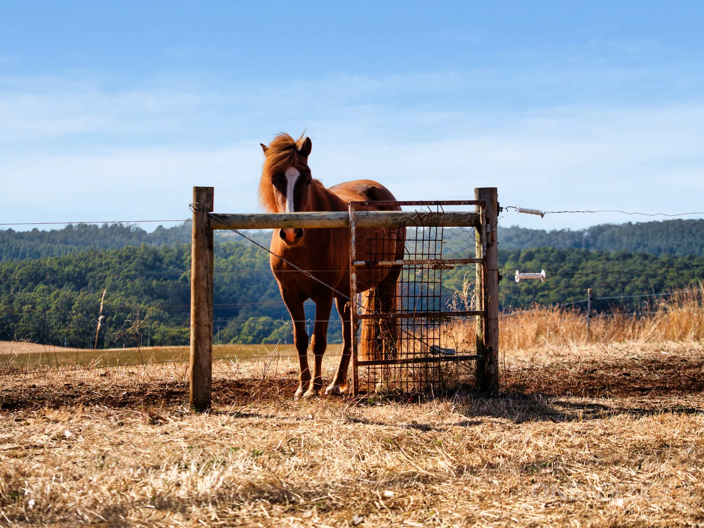 Additional image 21 of 592 Murchison Highway, Elliott TAS 7325