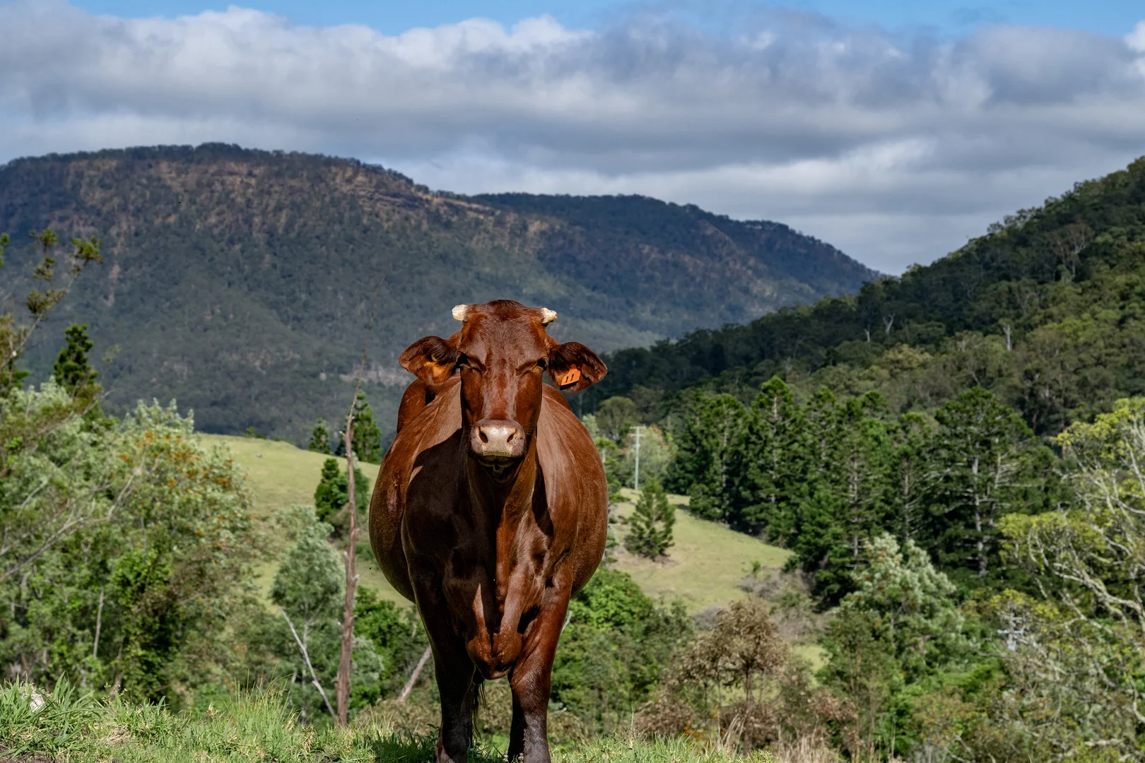 Additional image 28 of 3196 Christmas Creek Road, Lamington QLD 4285