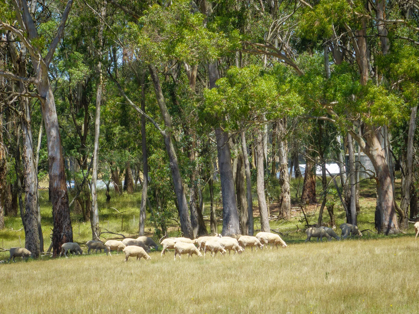 Additional image 5 of 951 Shooters Hill Road, Chatham Valley NSW 2787