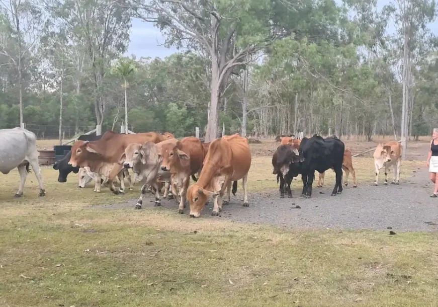 Additional image 7 of 136 Oyster Creek Road, Oyster Creek QLD 4674