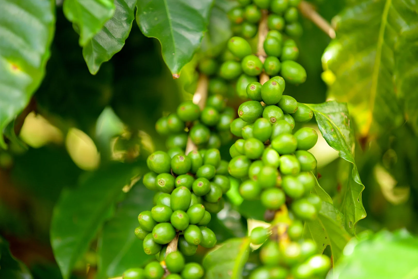 Additional image 22 of 47 Osborne Court, Wallu QLD 4570