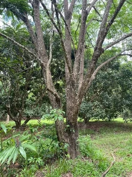 Additional image 3 of 258 Ganyan Drive, Speewah QLD 4881