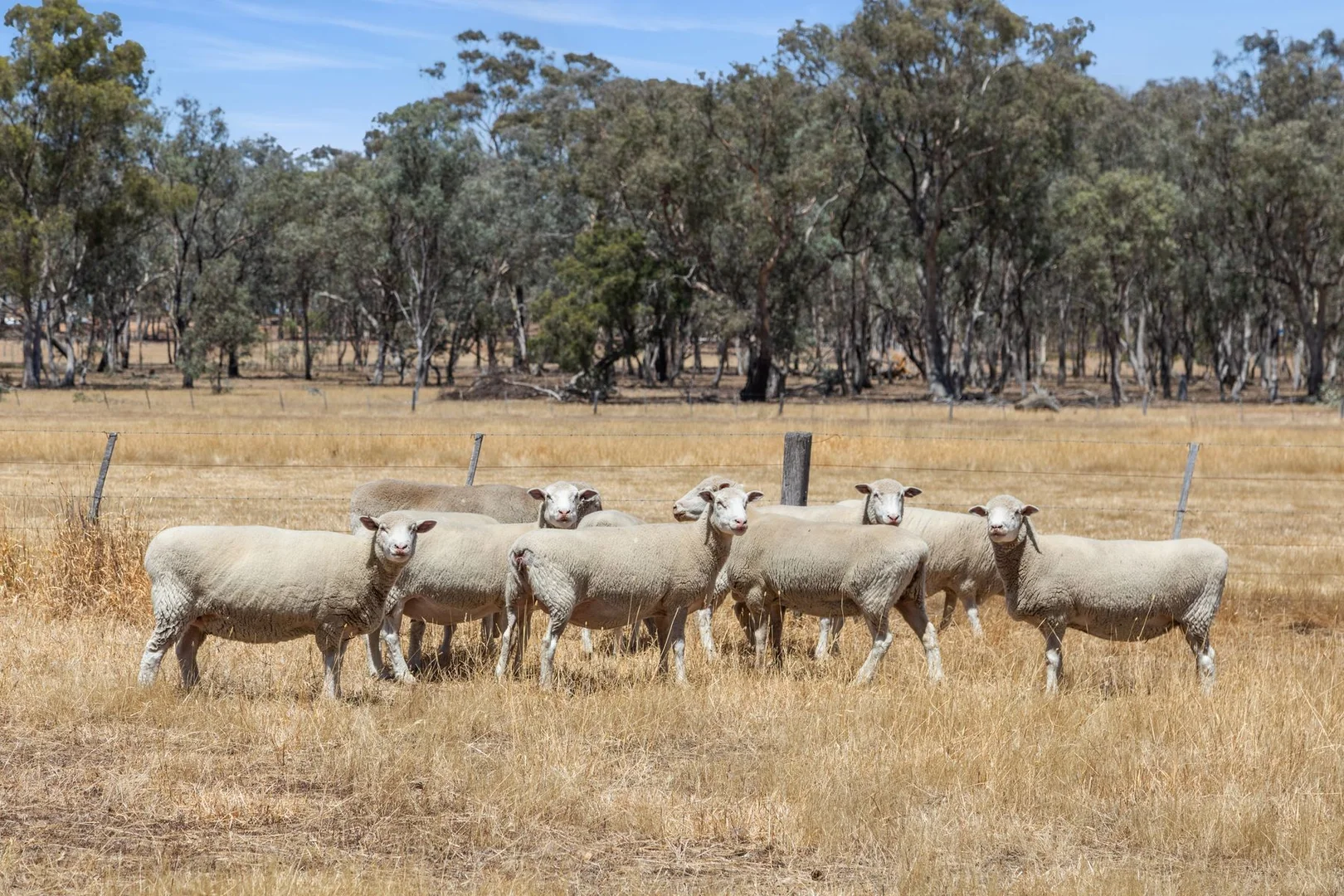 Additional image 6 of Lot 1 Longlea Lane, Longlea VIC 3551