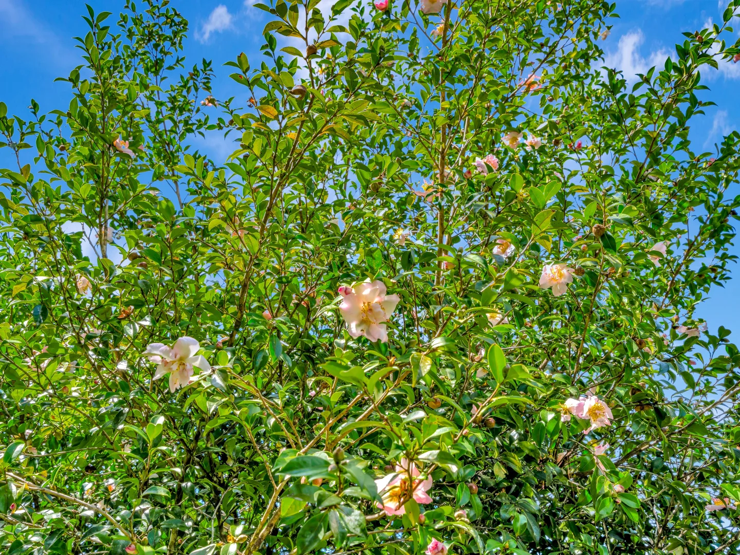 Additional image 19 of 1445 Eastern Dorrigo Way, Lowanna NSW 2450