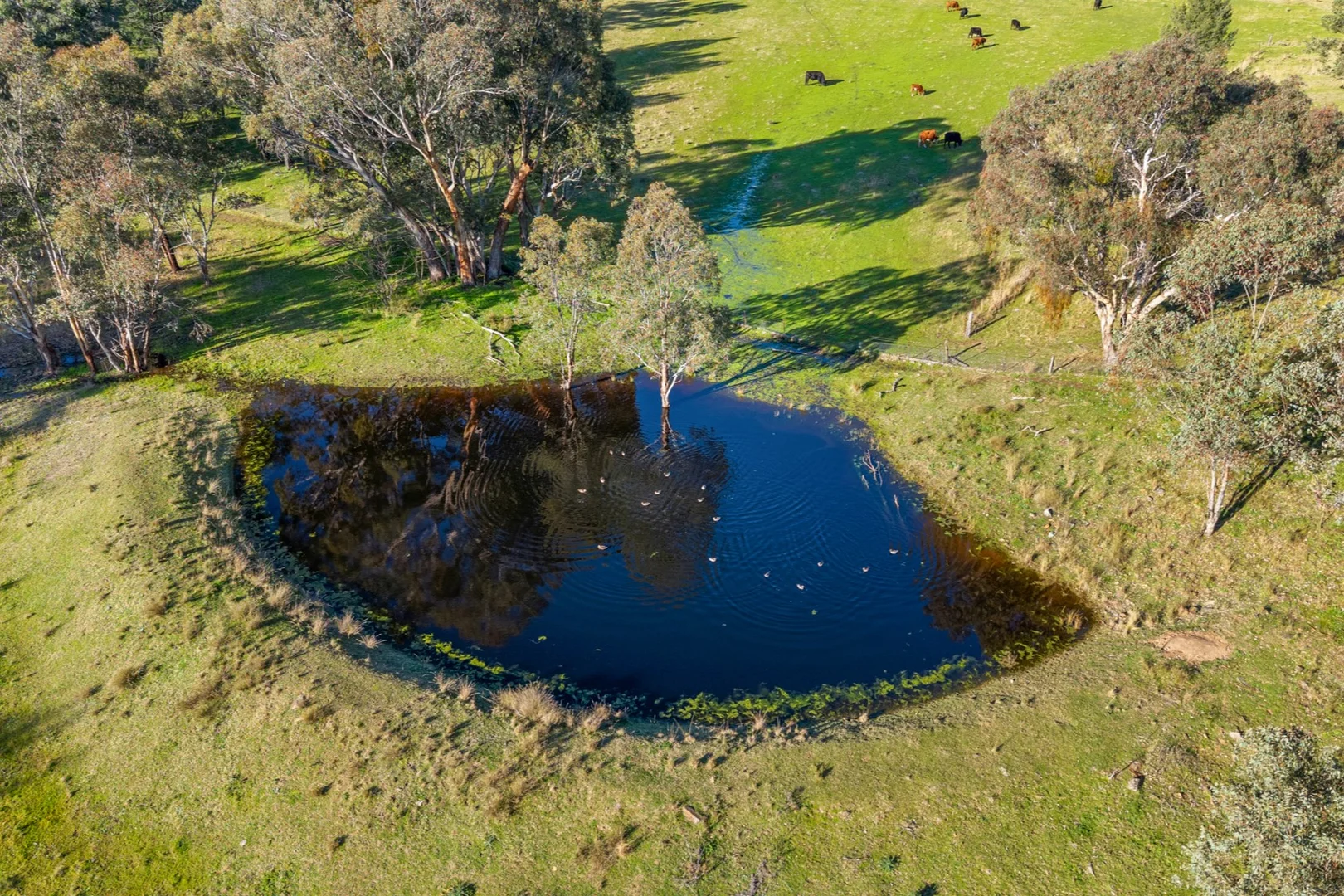 Additional image 34 of 24 Drop Bear Lane, Tamworth NSW 2340