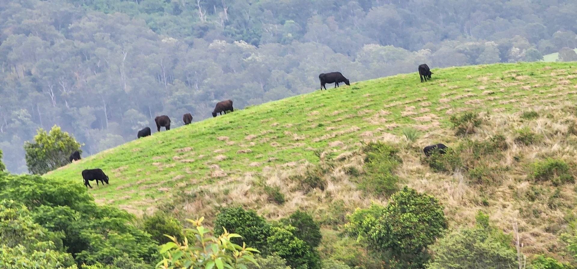 Additional image 24 of 5985 Oxley Highway, Ellenborough NSW 2446