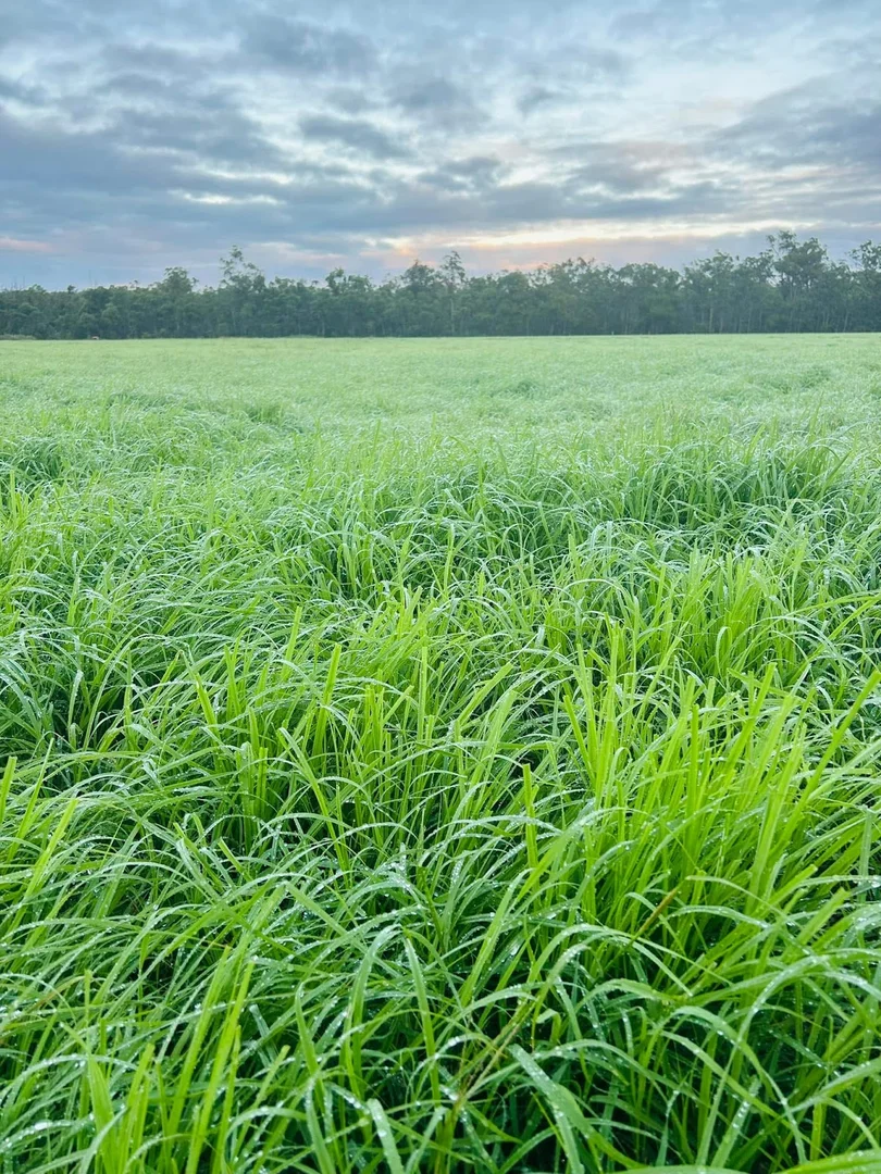 Additional image 9 of 30 McKenzies Road, North Isis QLD 4660