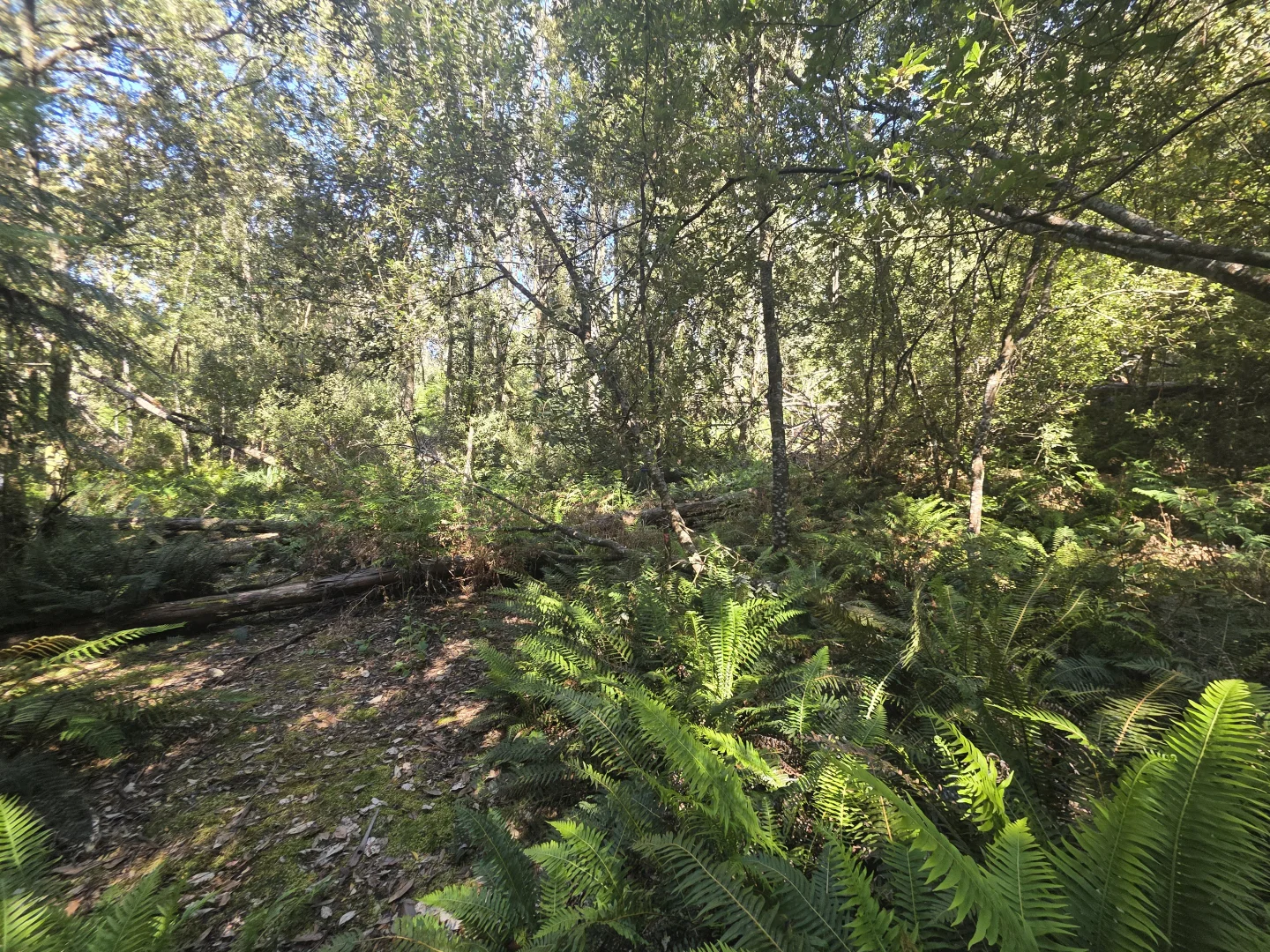 Additional image 3 of lot 1 1824490 Edward Street West Coast [Balfour], Temma TAS 7330