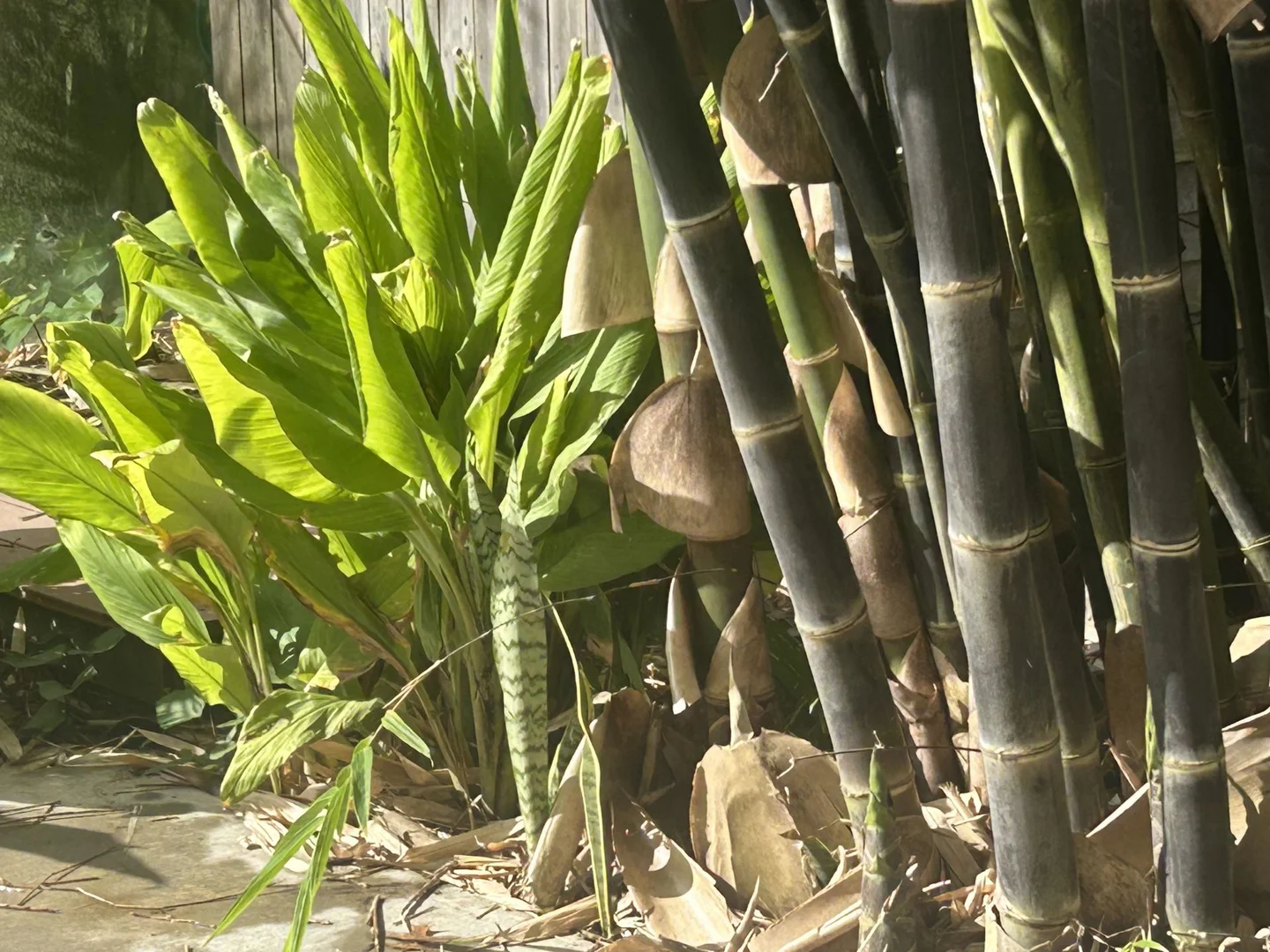 Additional image 31 of 6 Holme Street, Terara NSW 2540