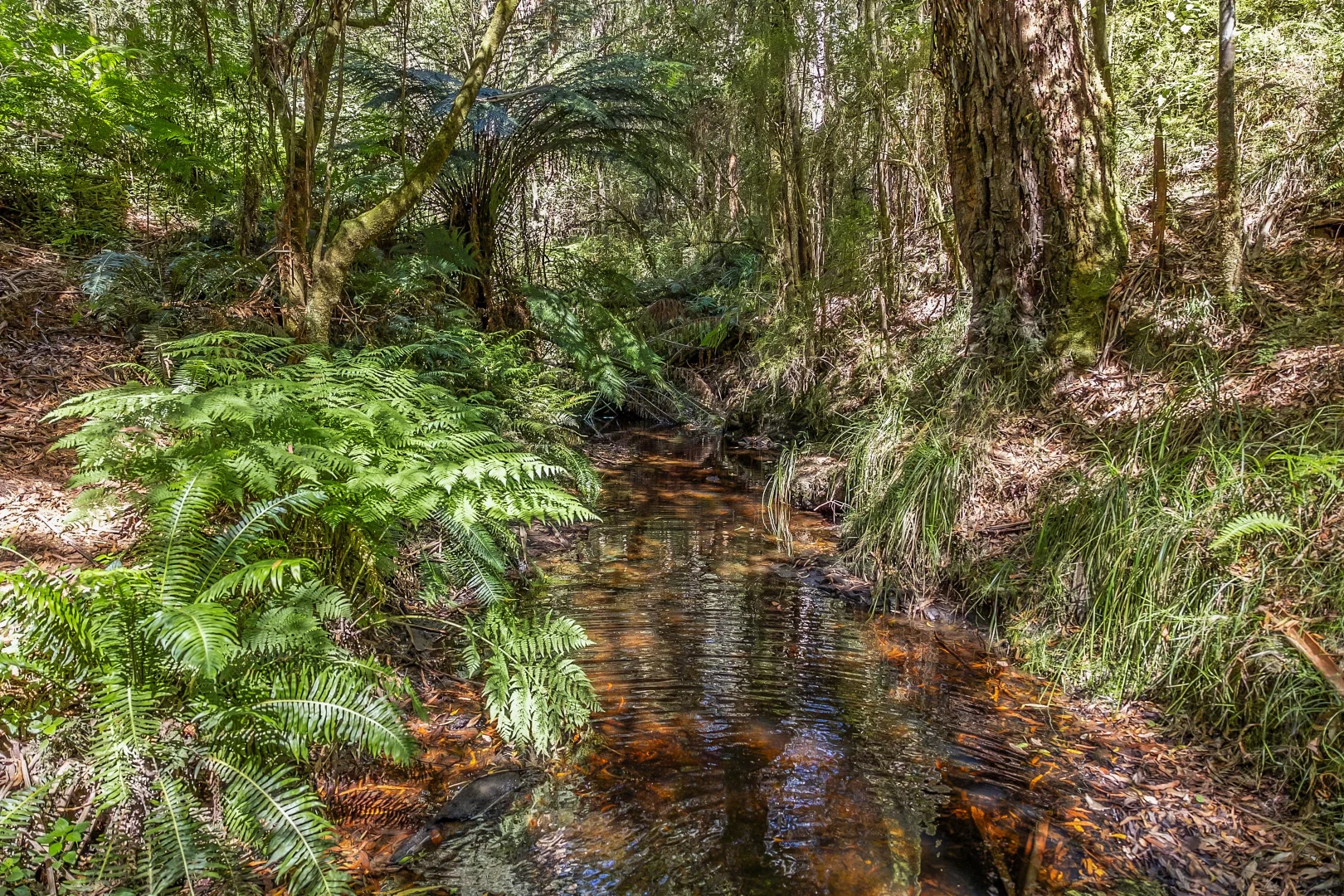 Additional image 21 of 680 Deans Marsh-Lorne Road, Pennyroyal VIC 3235