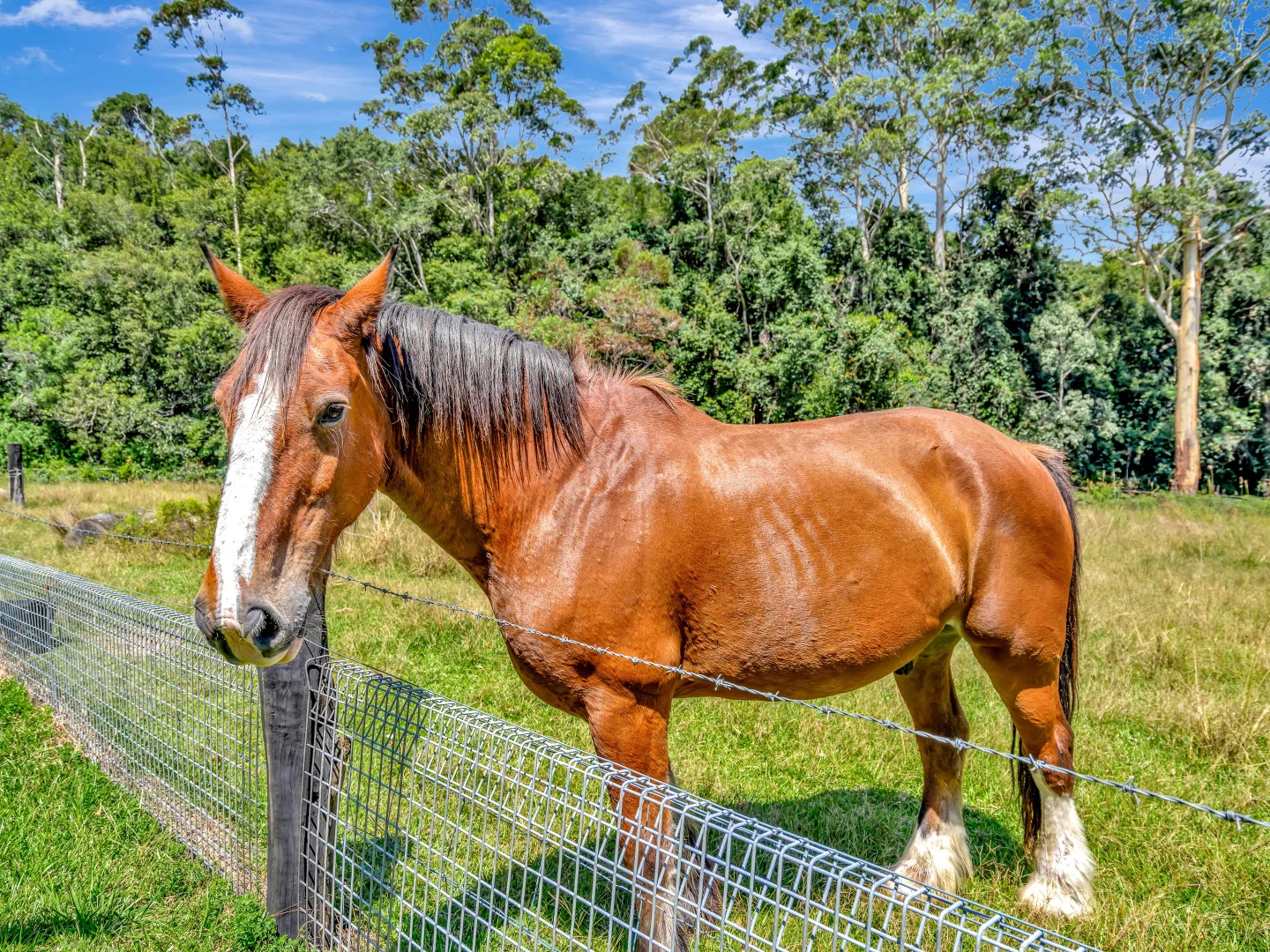 Additional image 17 of 1445 Eastern Dorrigo Way, Lowanna NSW 2450