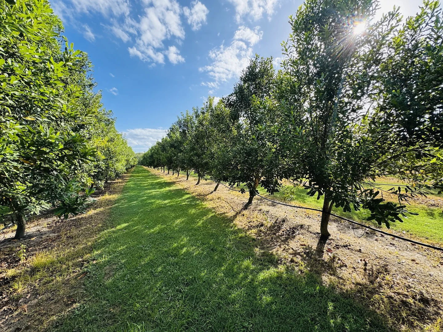 Additional image 21 of 40 Olivers Road, Goodwood QLD 4660