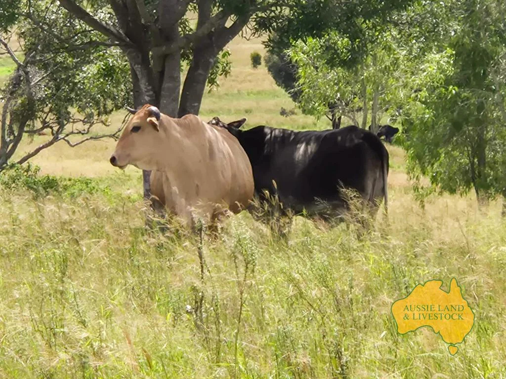 Additional image 41 of 296 Cloyna West Road, Cloyna QLD 4605