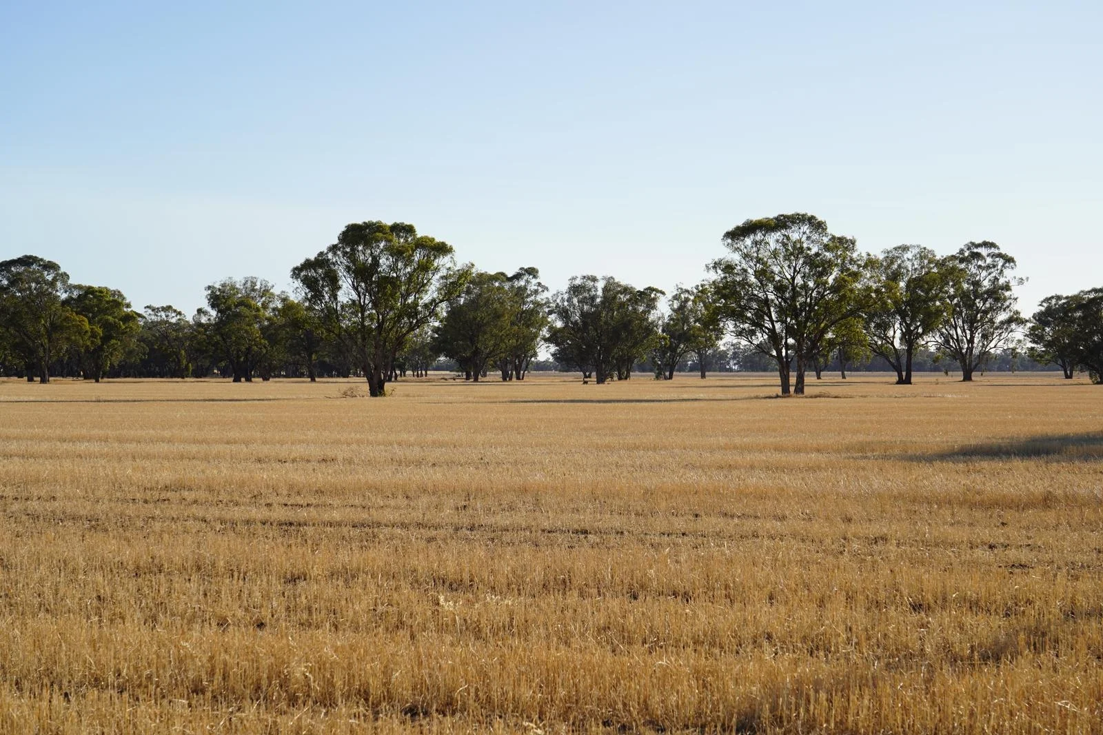 Additional image 7 of Part Woodville Blackstock Hill Road, Peak Hill NSW 2869