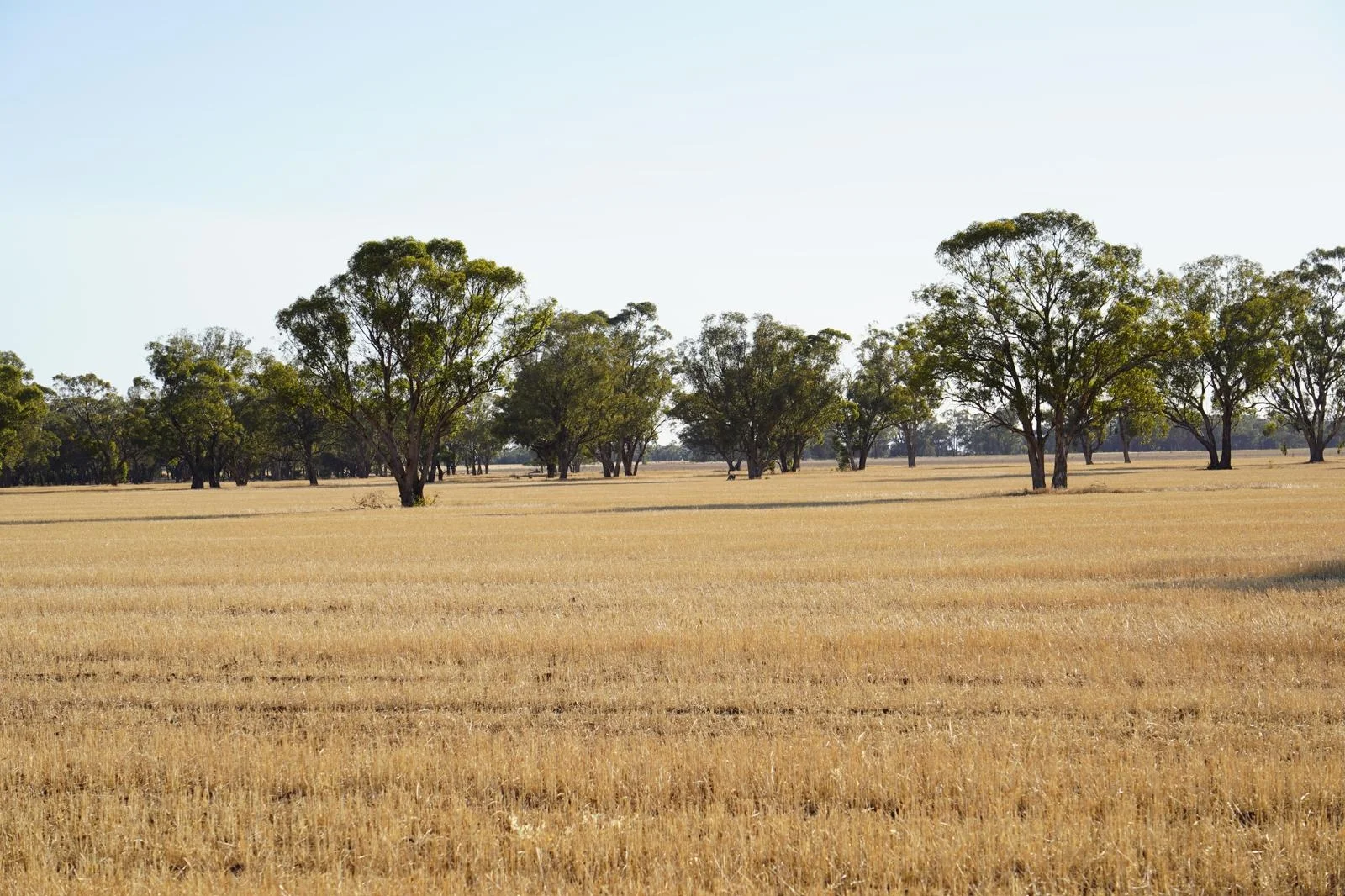 Additional image 14 of Part Woodville Blackstock Hill Road, Peak Hill NSW 2869