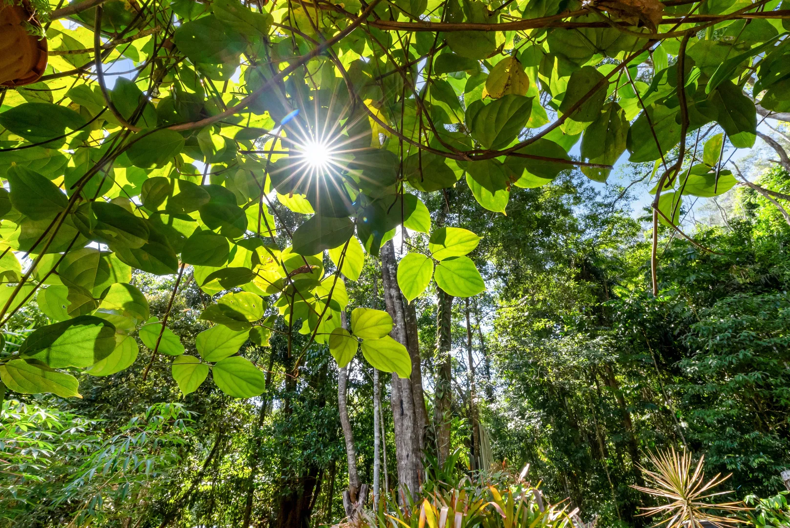 Additional image 20 of 3 Williamson Drive, Kuranda QLD 4881