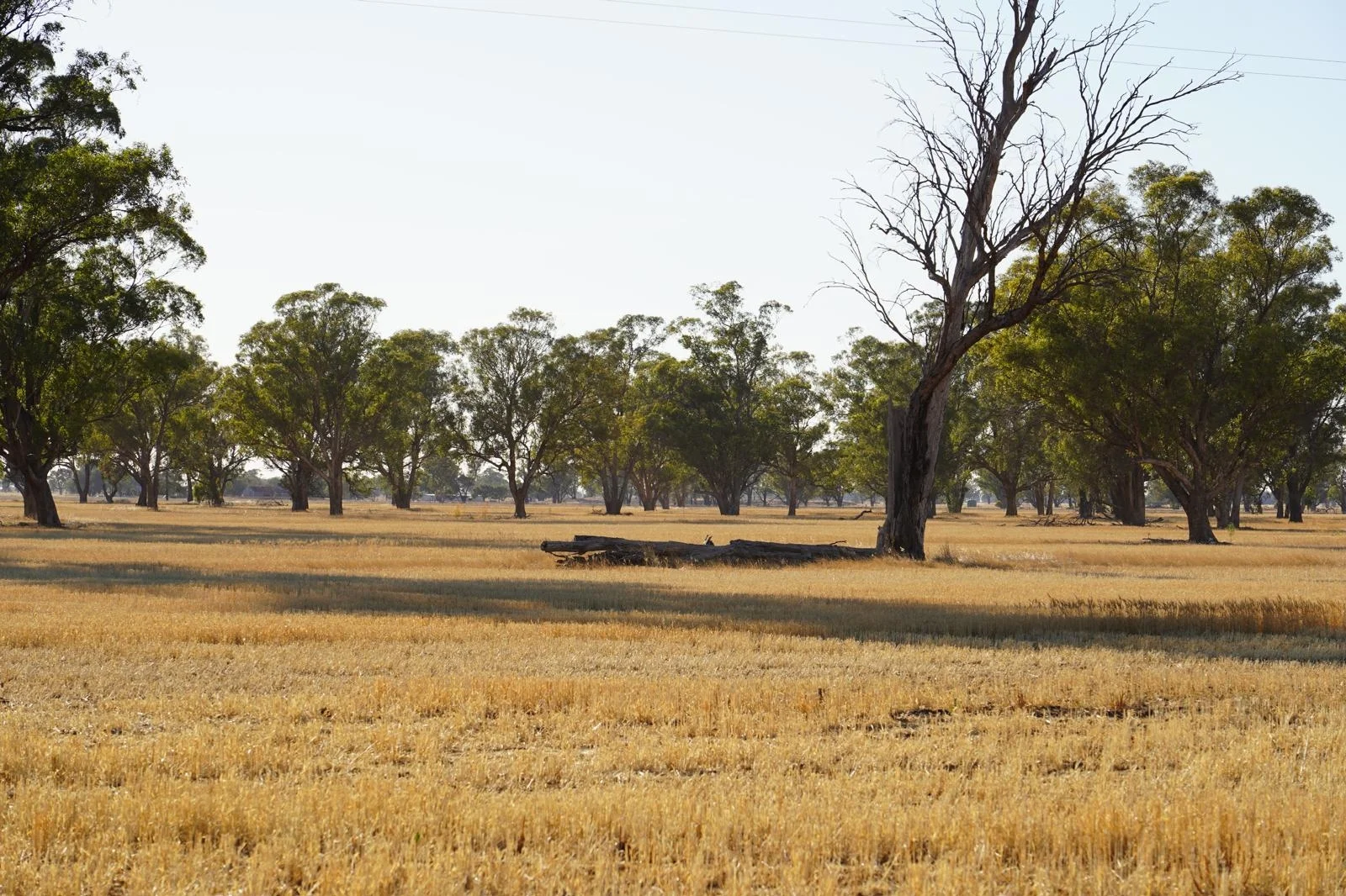 Additional image 12 of Part Woodville Blackstock Hill Road, Peak Hill NSW 2869