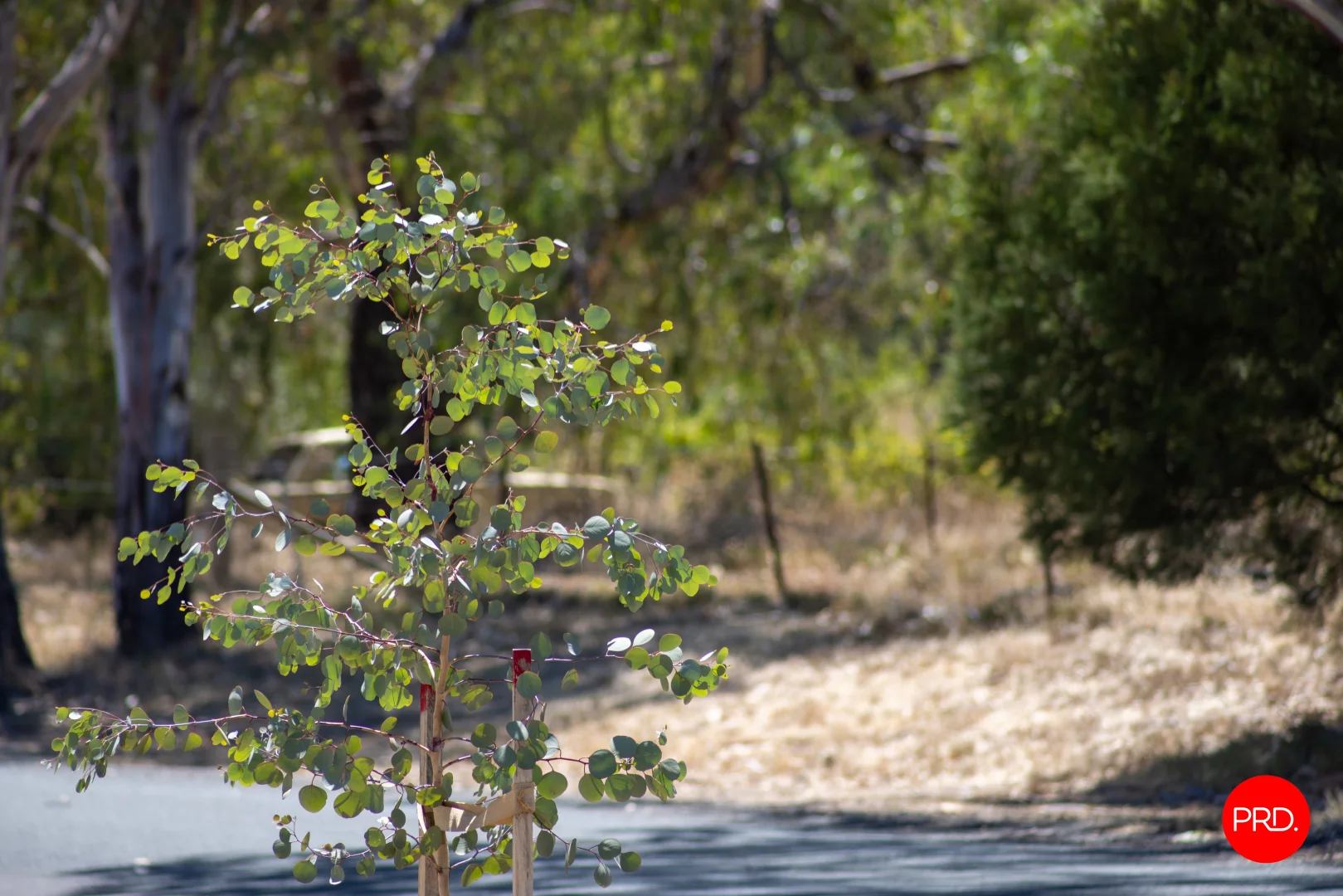 Additional image 6 of 13 Montis Lane, Epsom VIC 3551